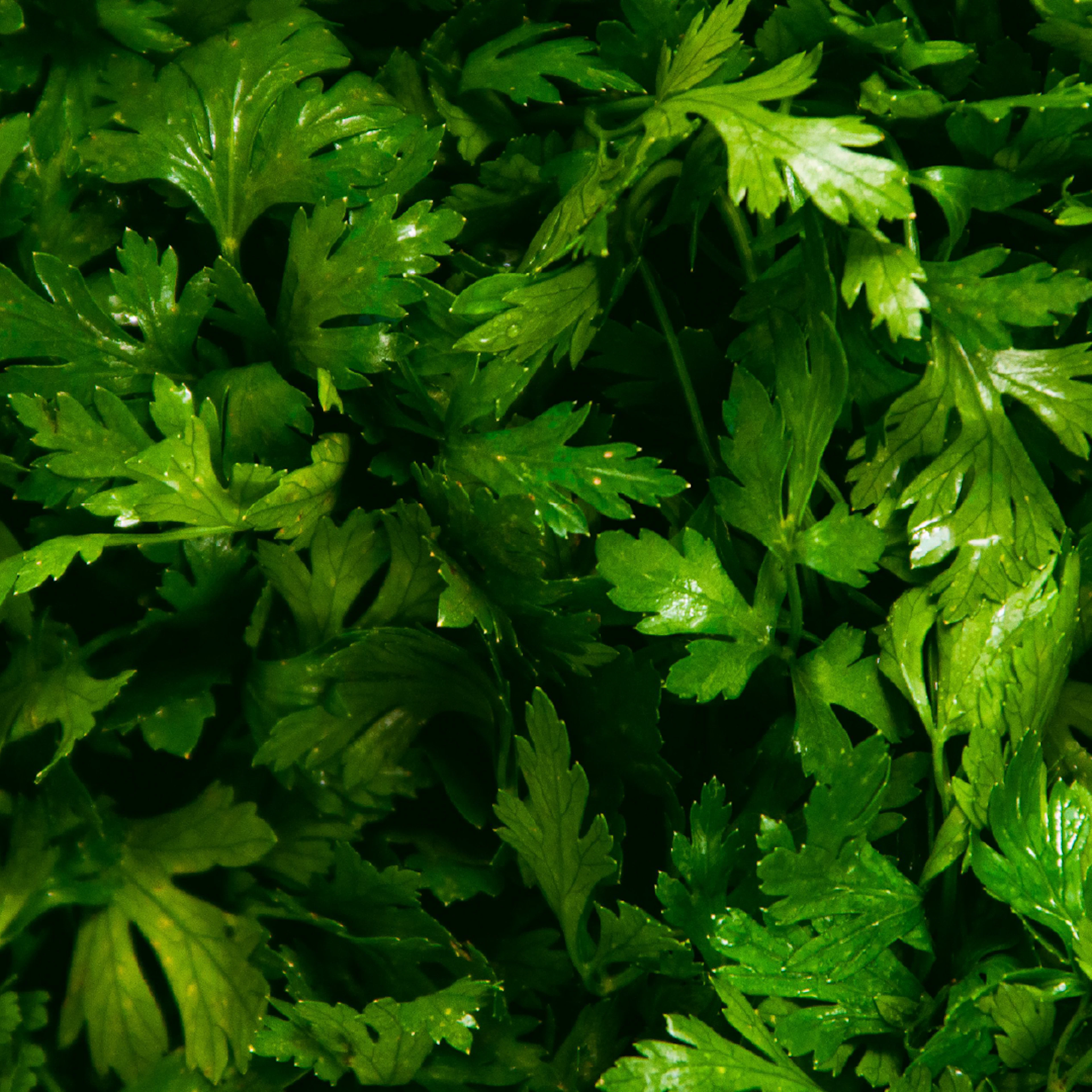 Parsley fresh leaves closeup