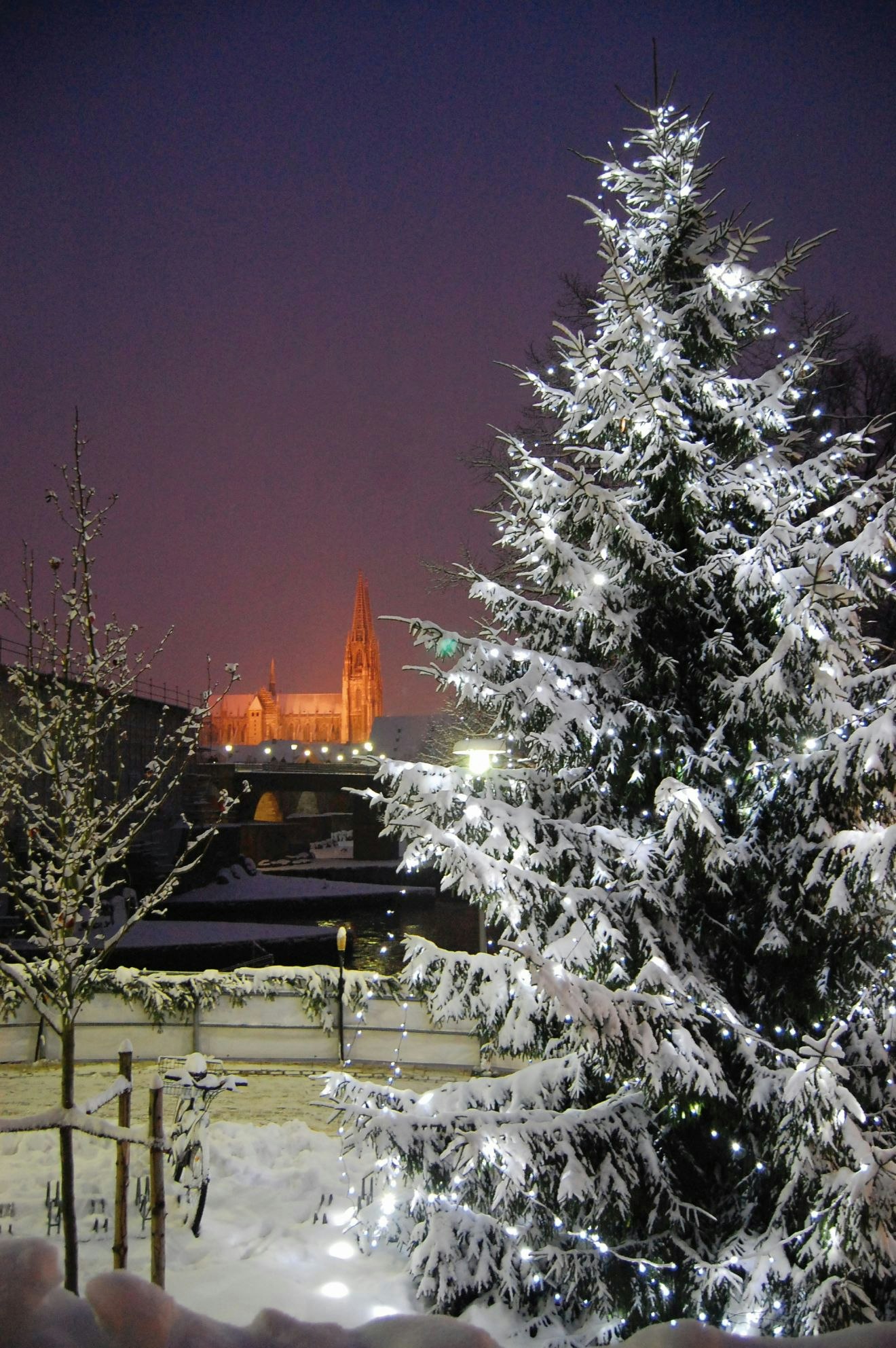 Ein Schneebedeckter Tannenbaum im Vordergrund und der beleuchtete Dom im Hintergrund