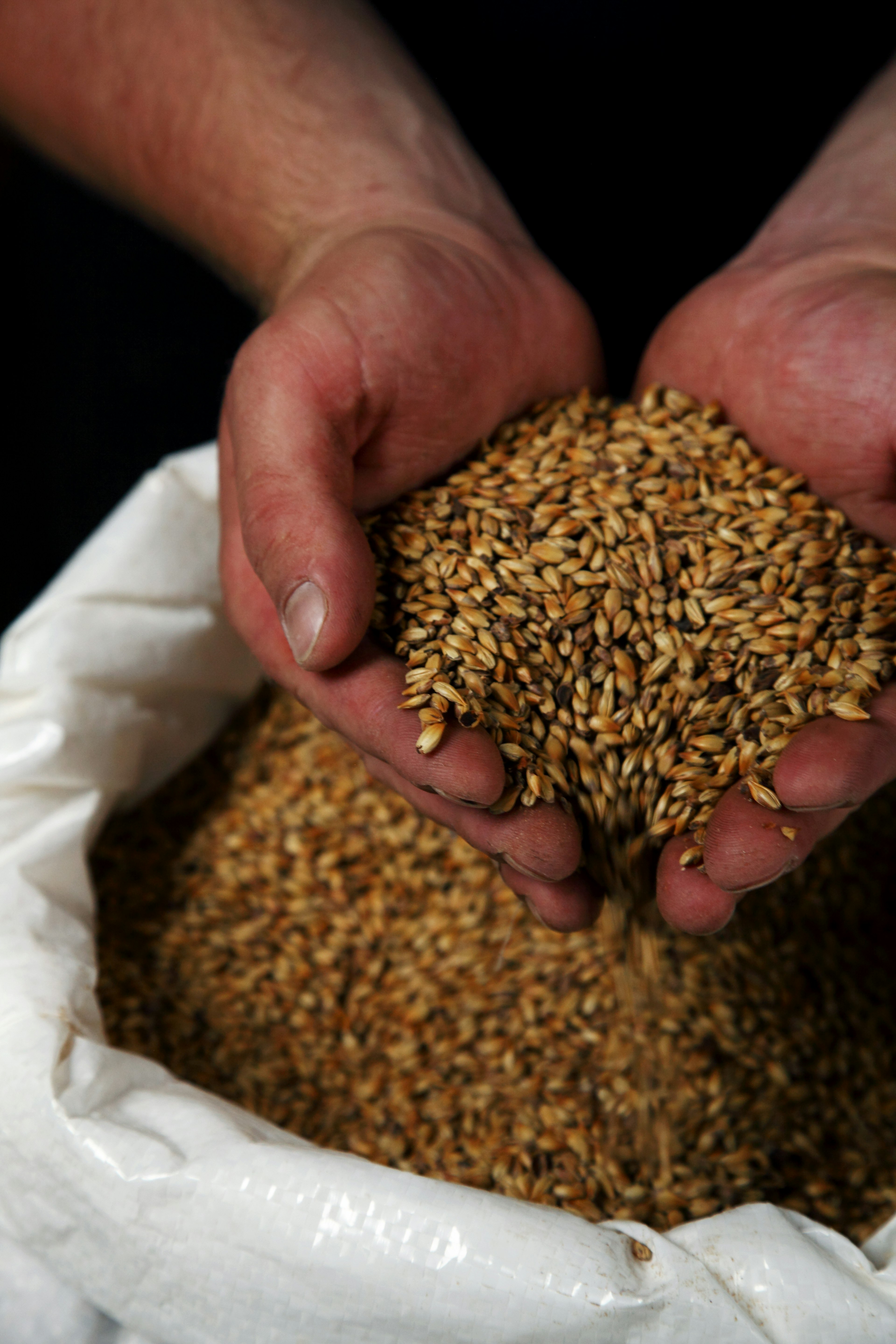 Detailaufnahme von Hopfen in den Händen