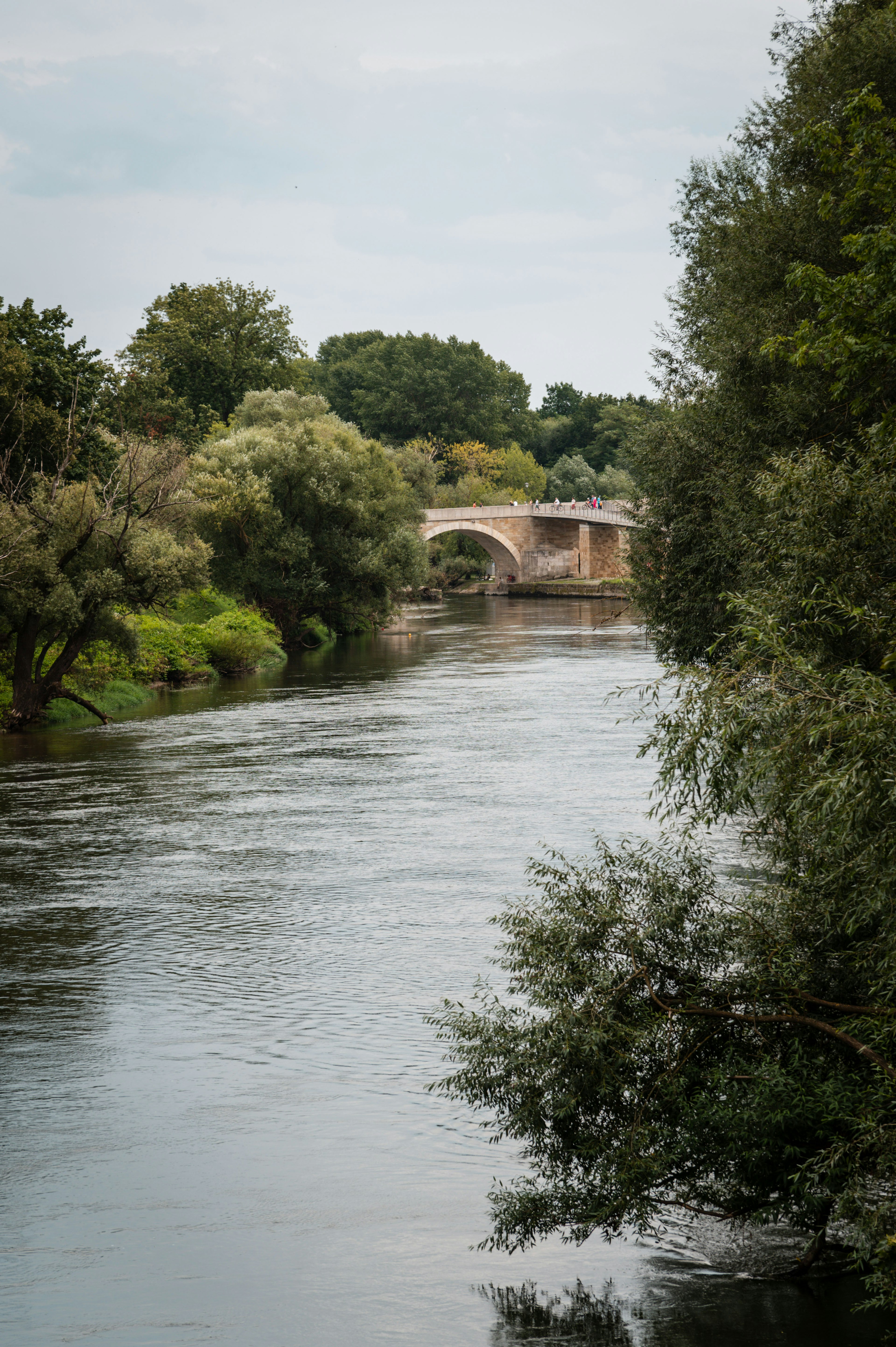 Die Donau dicht bewachsen an den Uferseiten