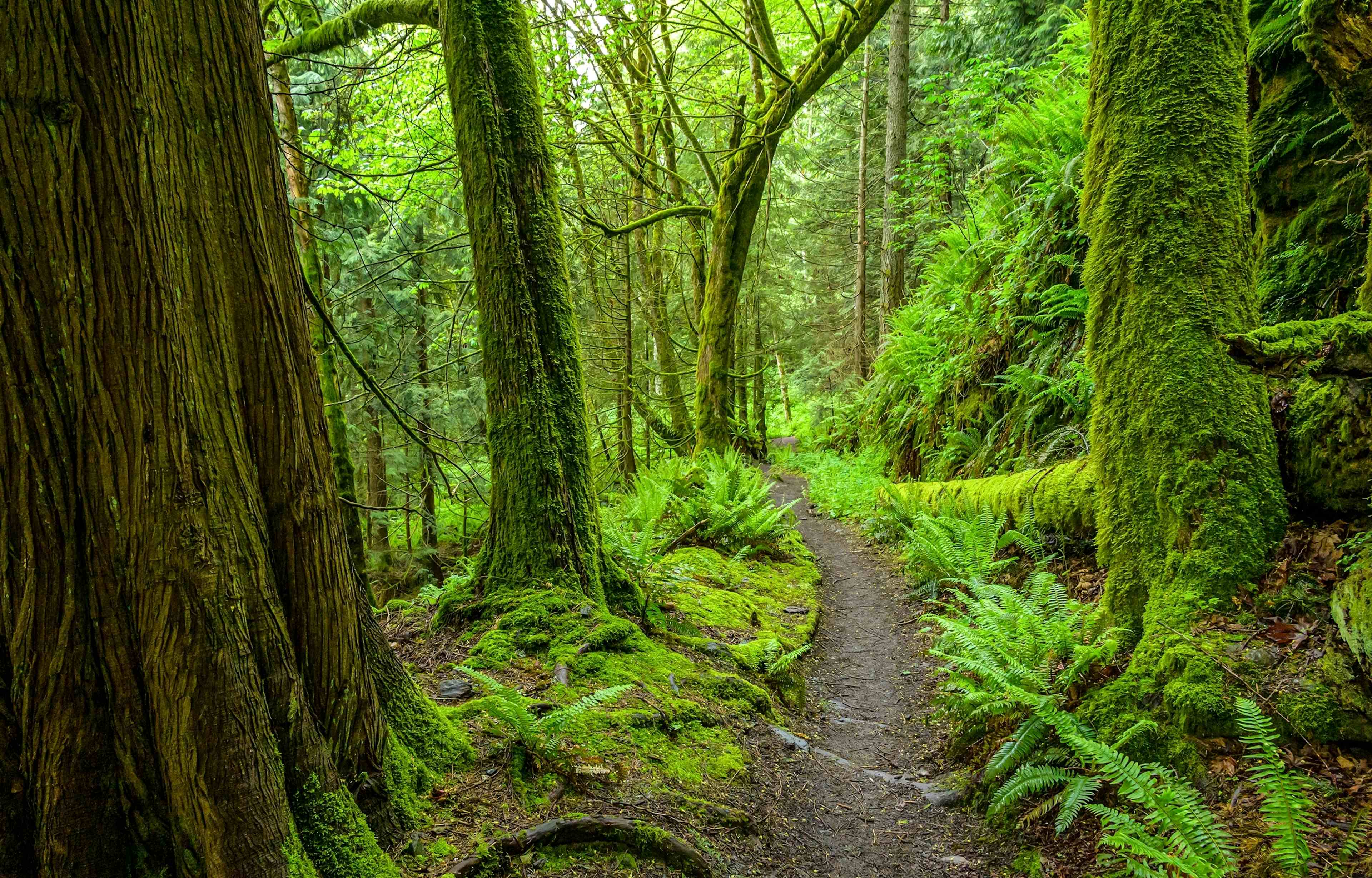 Kleiner Pfad durch den grünen Wald