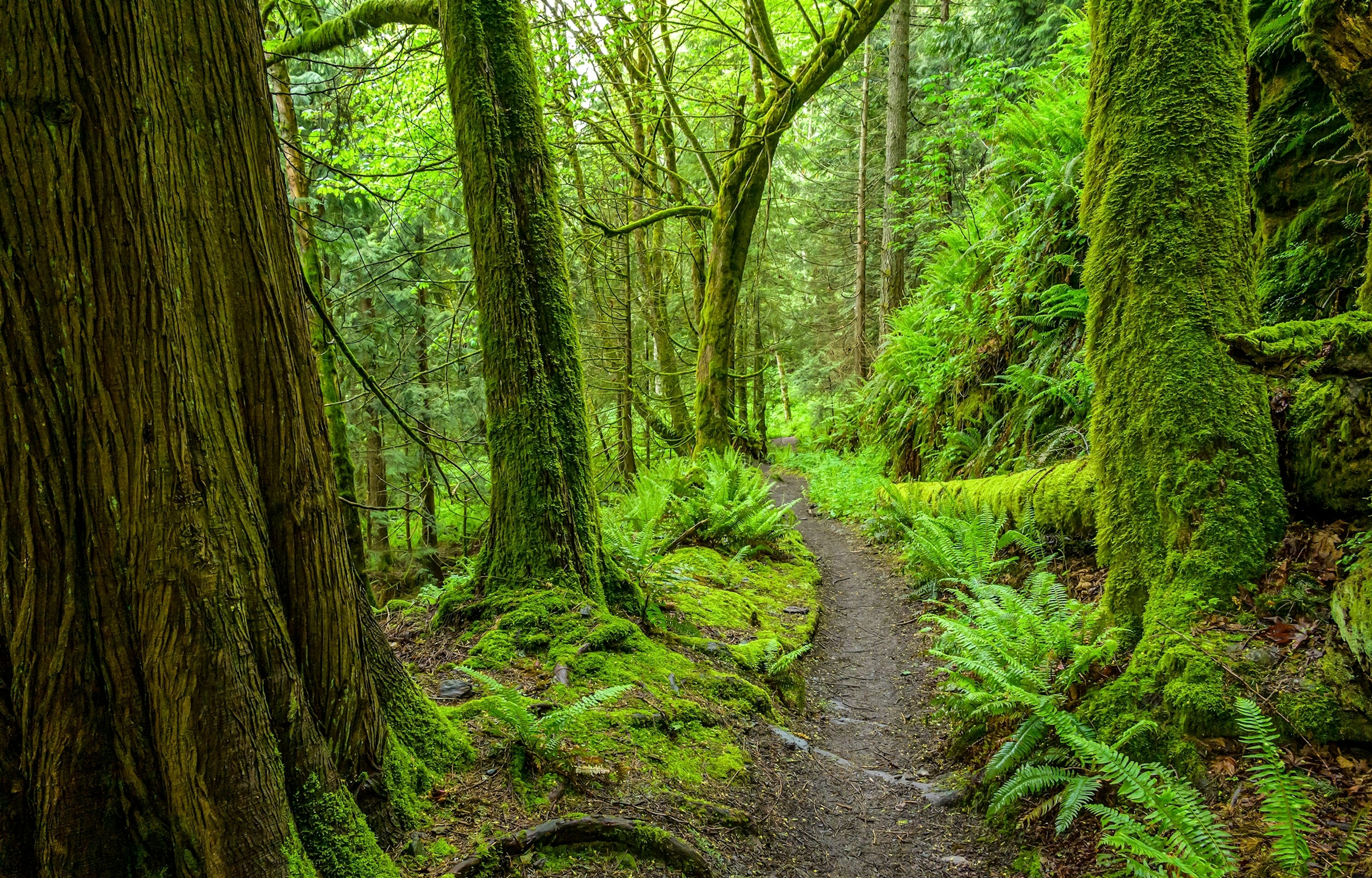 Kleiner Pfad durch den grünen Wald