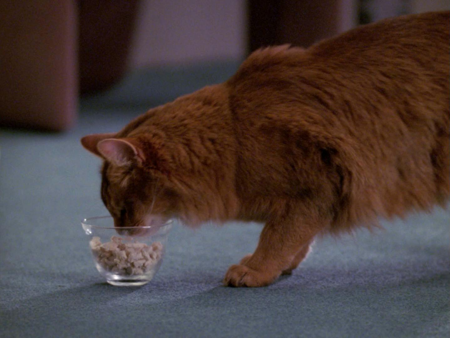 Spot eats his feline supplement 74 in 'Data's Day'