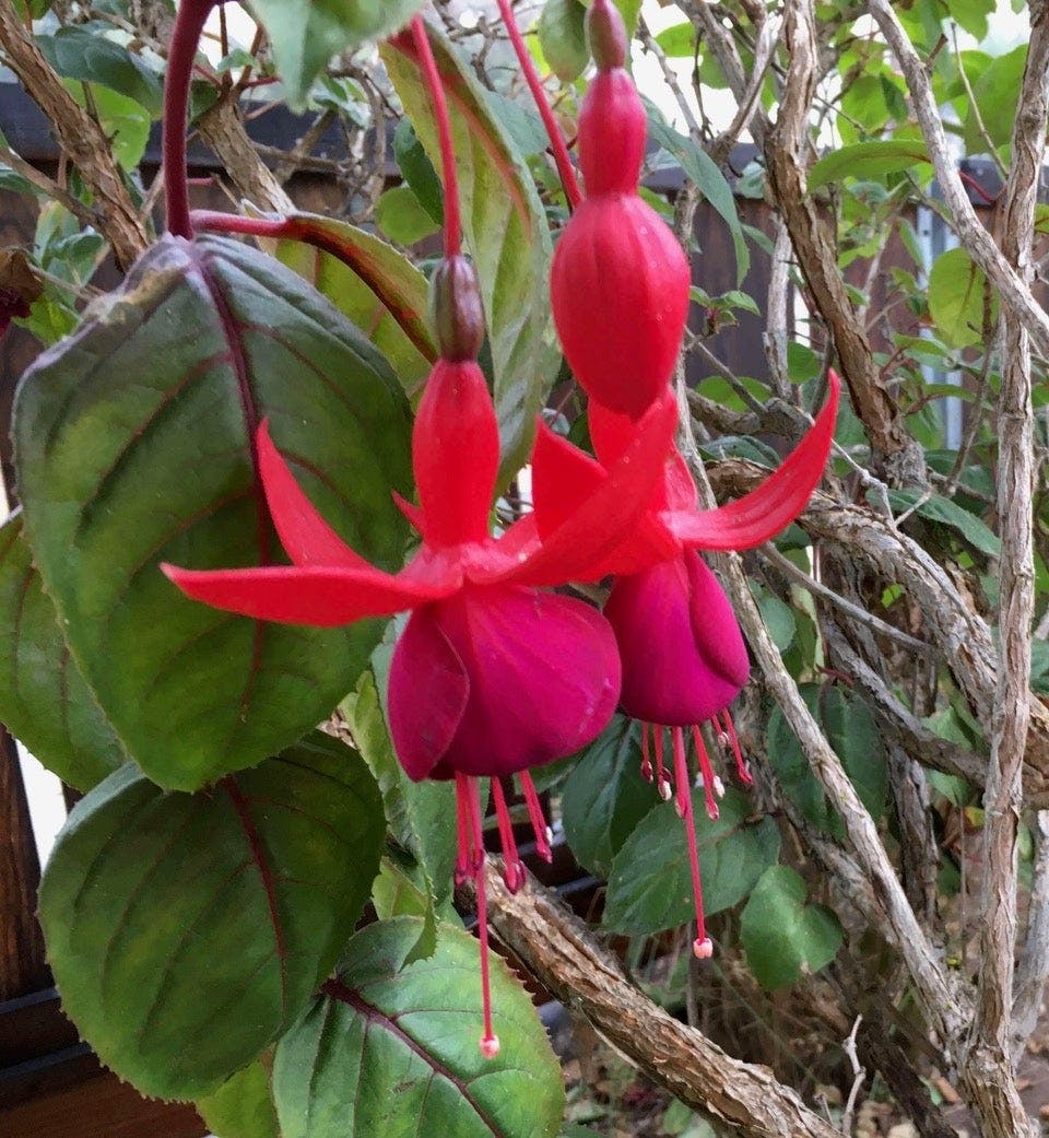 In Arboretum Ten Forward outdoor social space, fuchsia flowers reminiscent of Guinan’s hat attract hummingbirds.