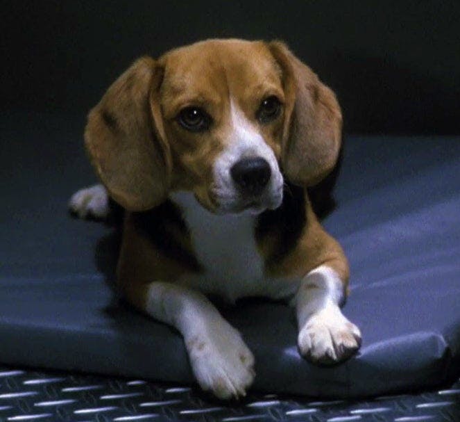 Cpt. Archer's beagle, Porthos