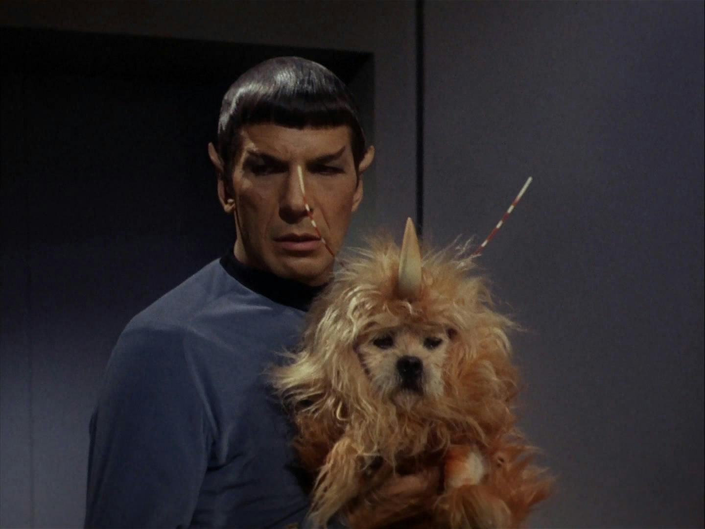 Spock holds an Alfa 177 canine in 