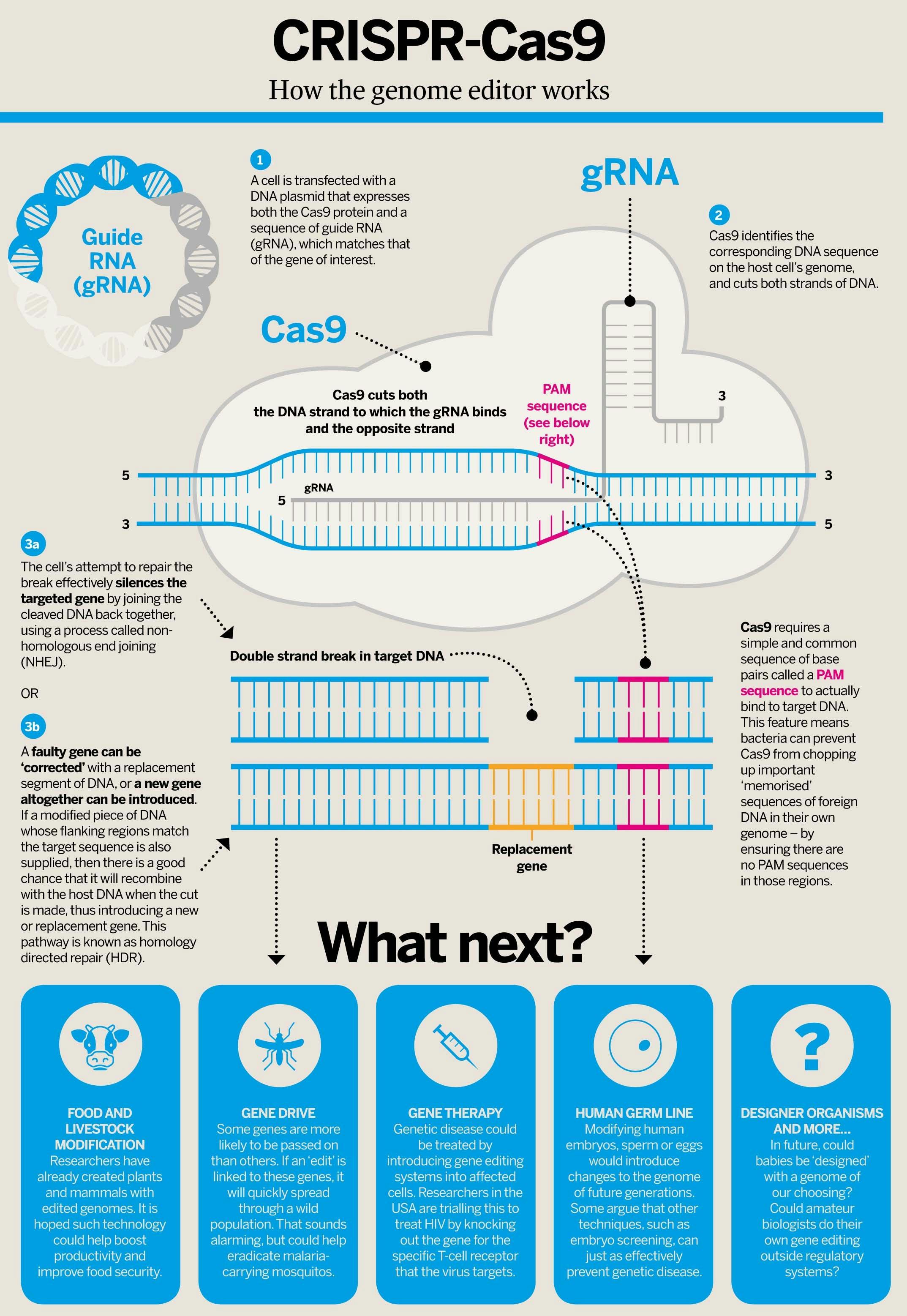 CRISPR image