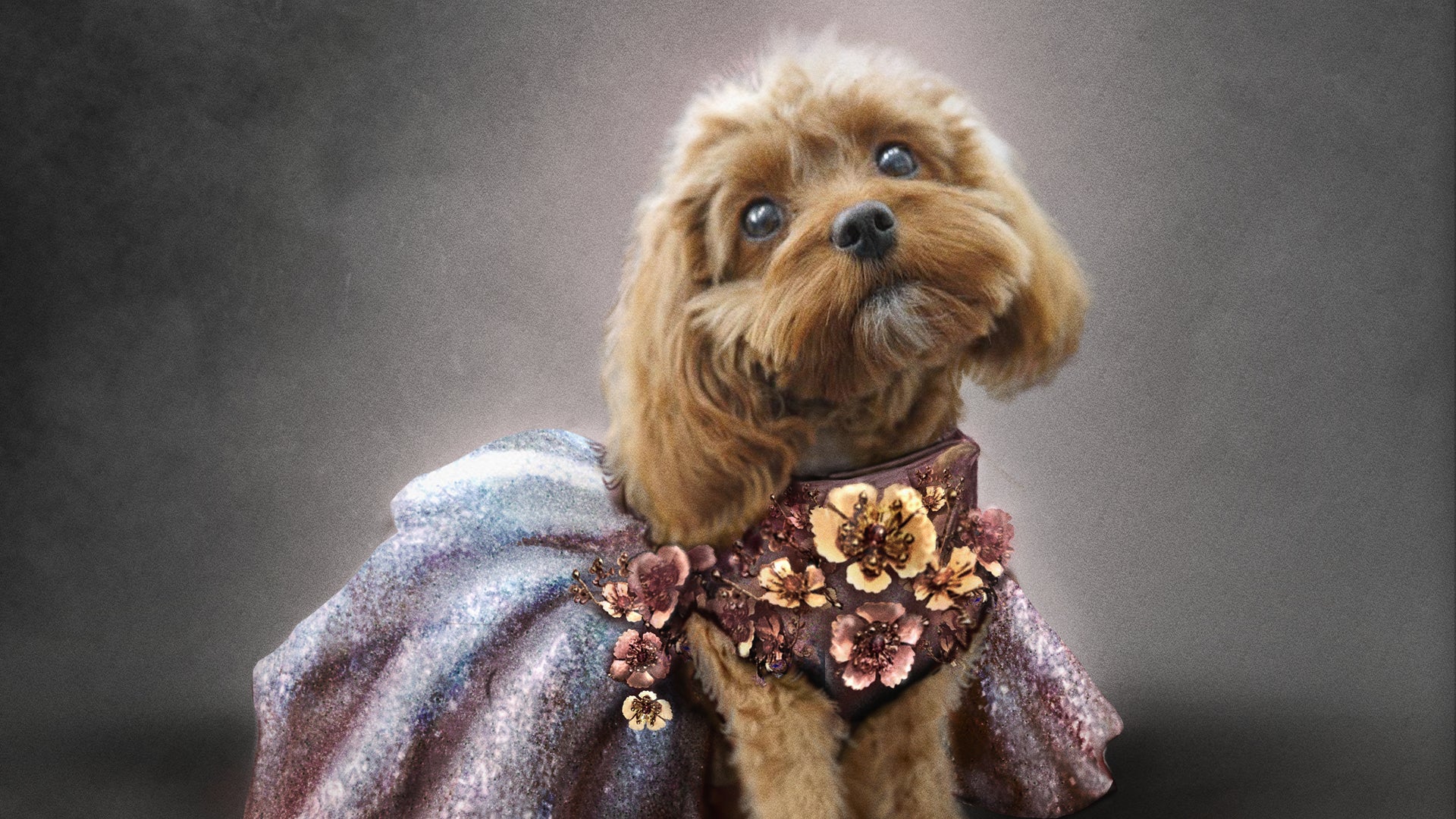 An adorable dog wearing a costume from Star Trek: Strange New Worlds sits ready for a picture.