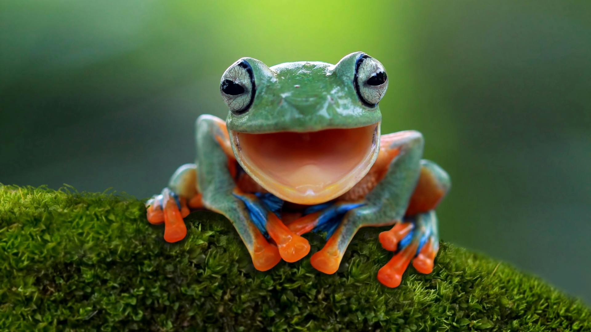 Tree frog