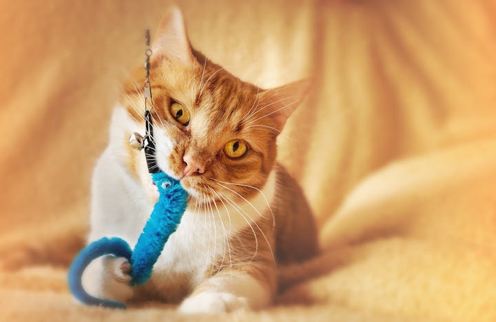 A cat playing with a pet toy