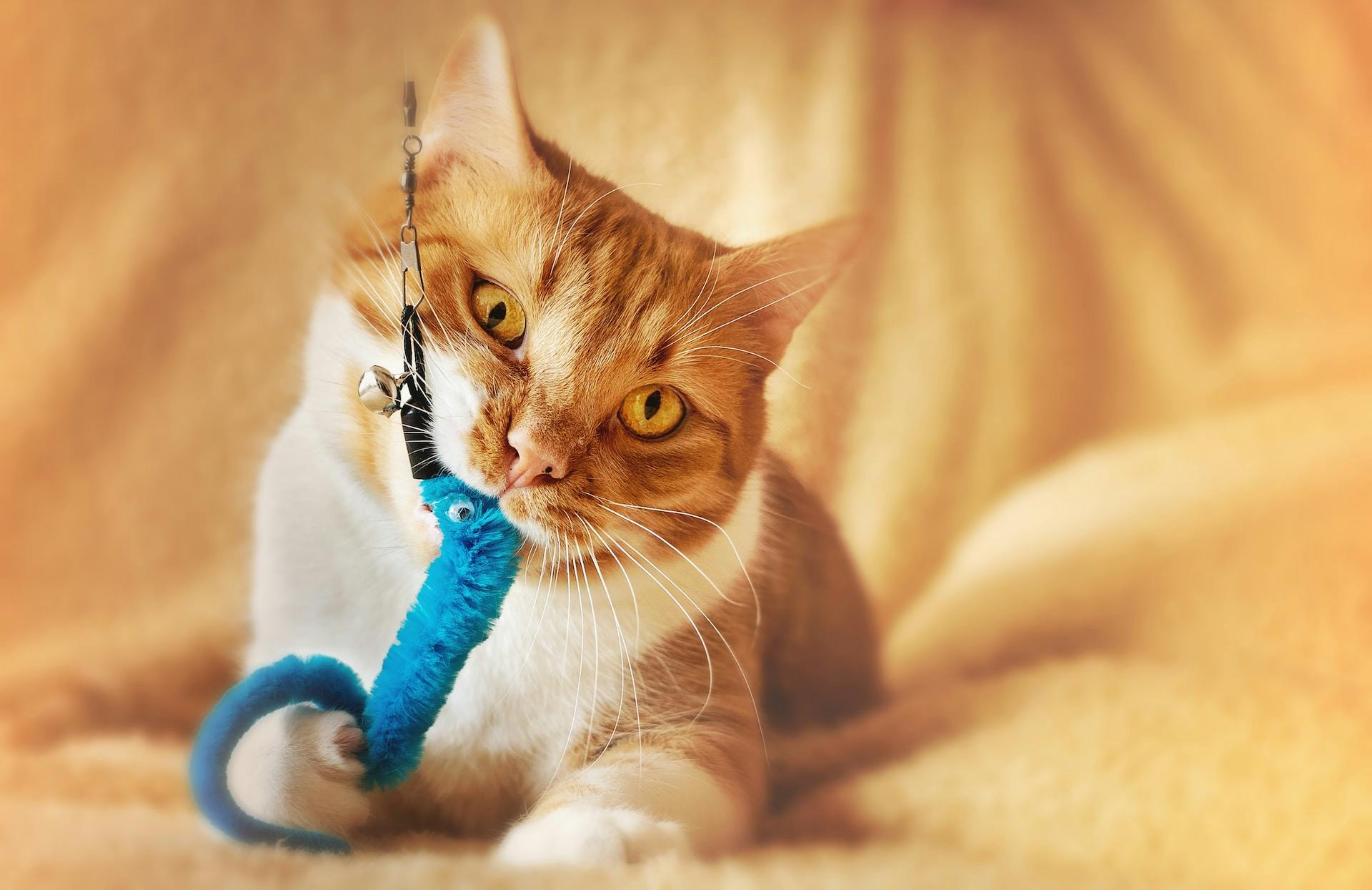 An image of a pet cat biting on a pet toy