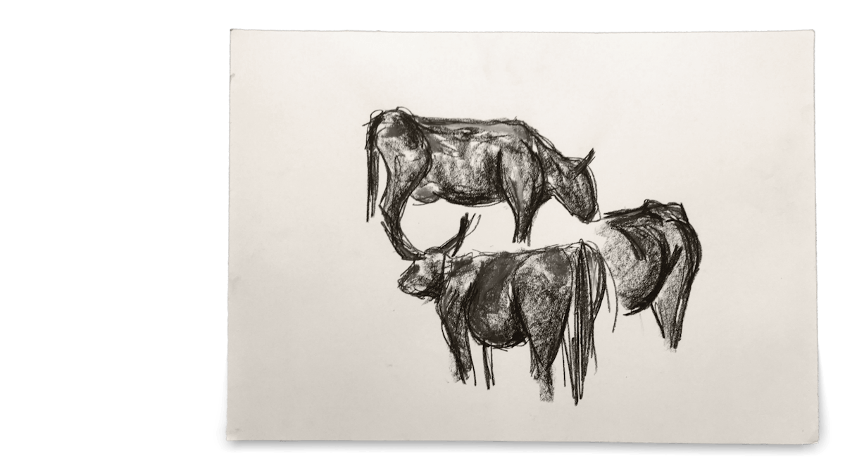Drawings with pastel crayon of Swiss cows on paper