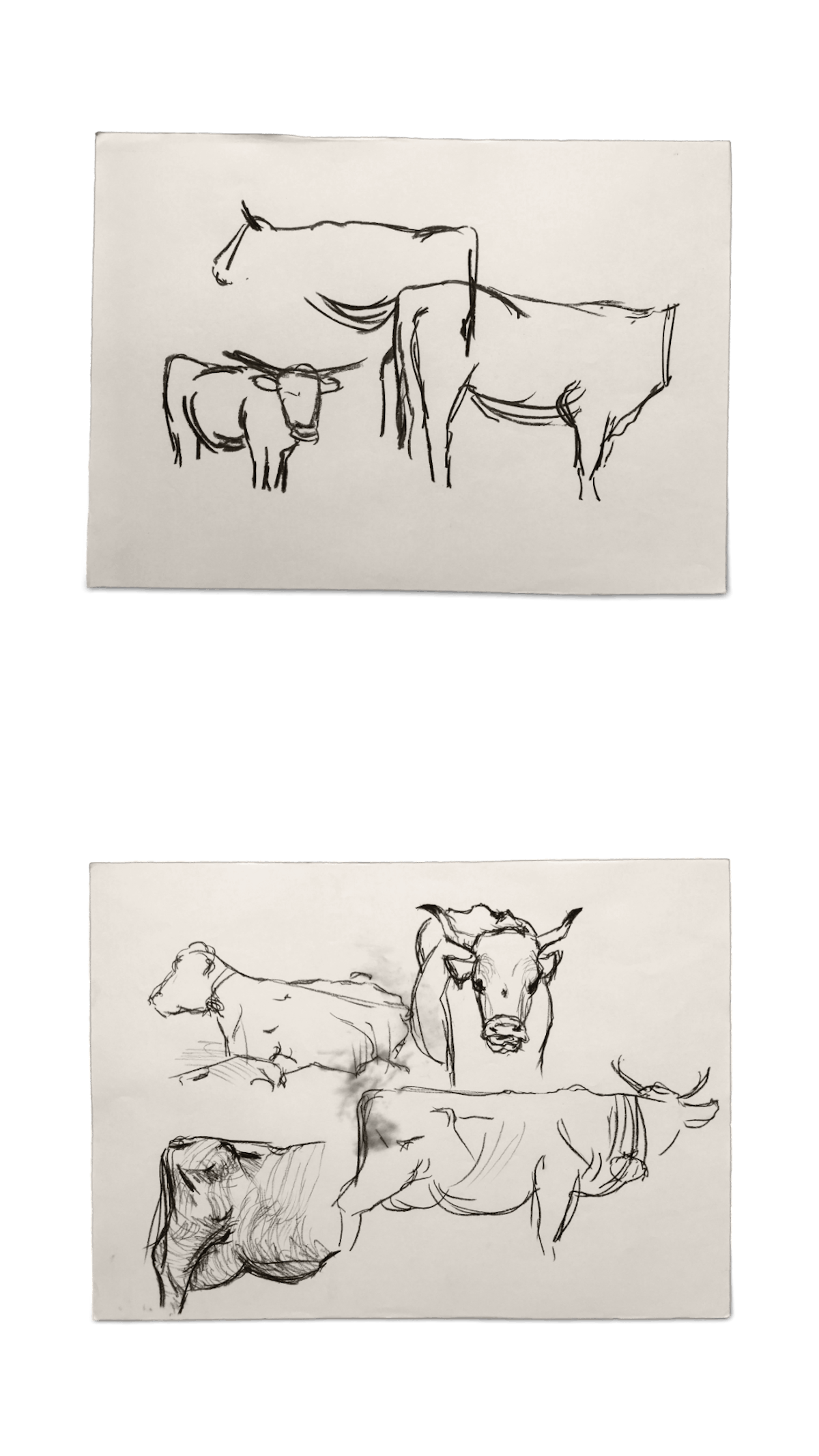 Drawings with pastel crayon of Swiss cows on paper