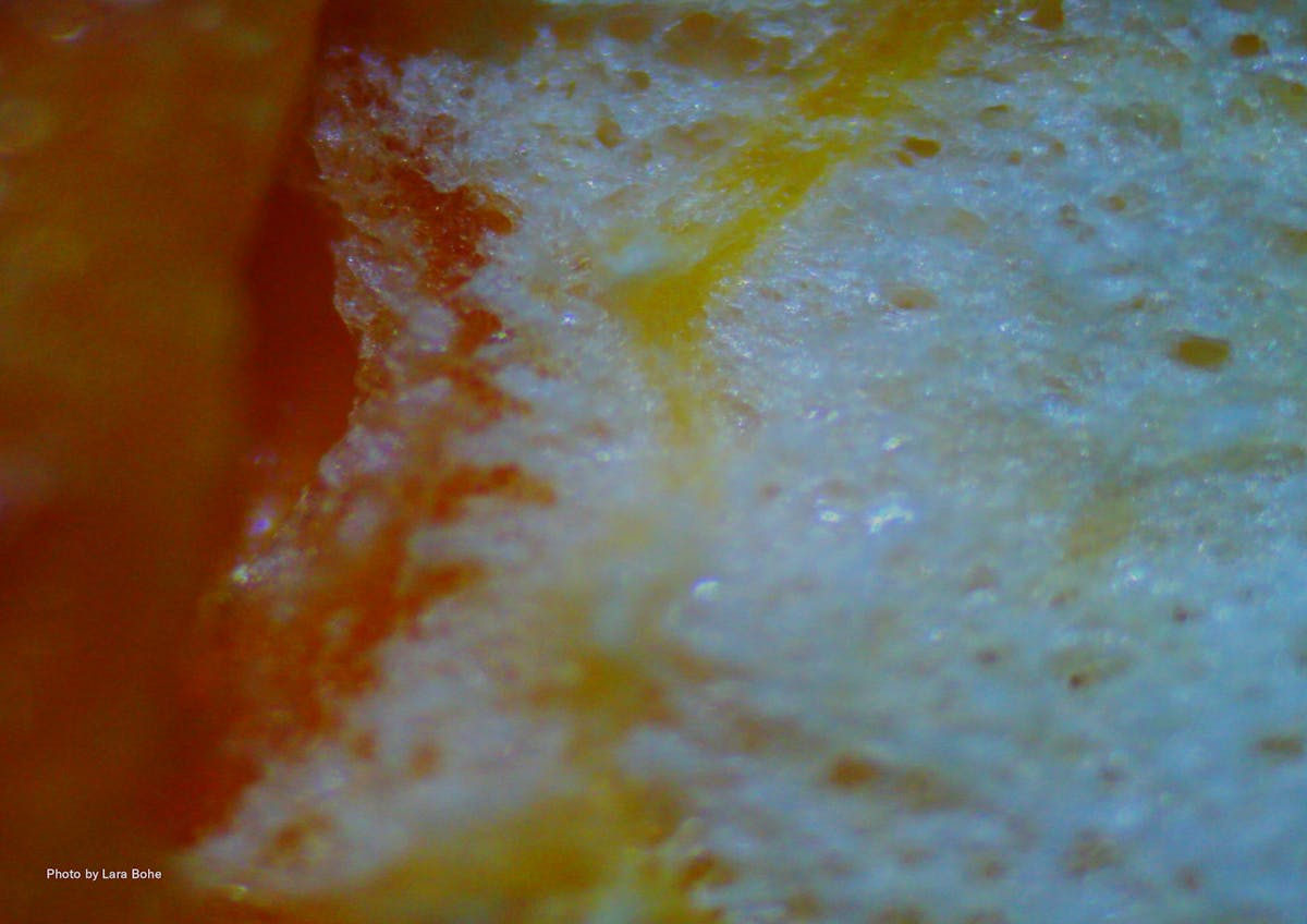 Lemon under the microscope