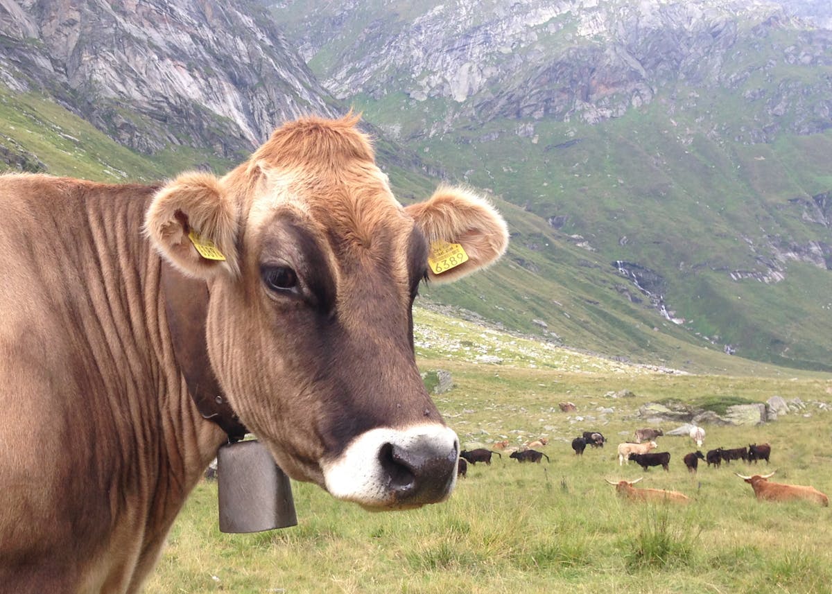 Portrait of a Swiss alpine cow