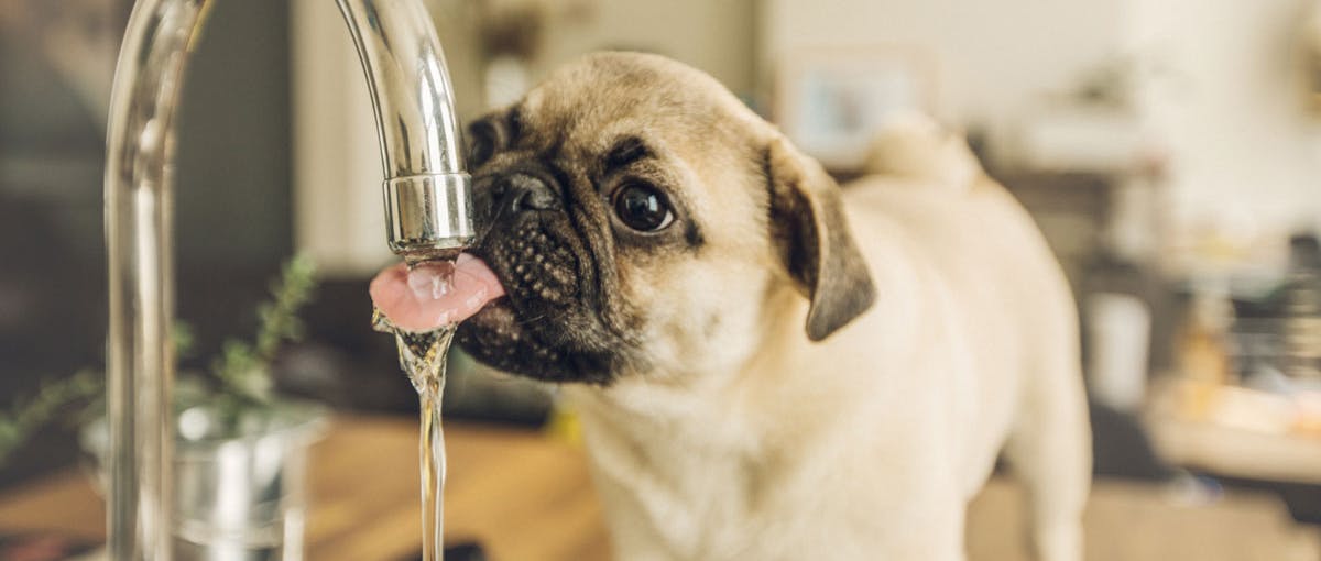Hund trinkt von smartem Wasser von Steinkühler in Leverkusen