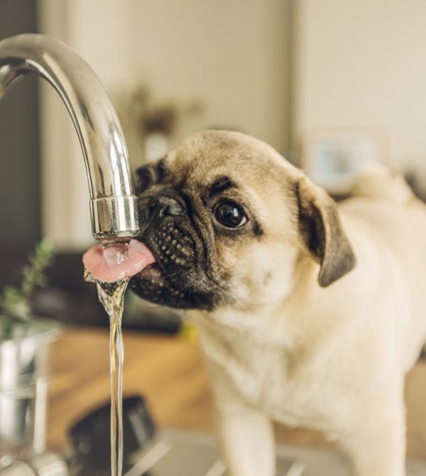Hund trinkt aus dem Wasserhahn, welcher auch durch Smart Home und Automation von Steinkühler in Leverkusen gesteuert werden kann.