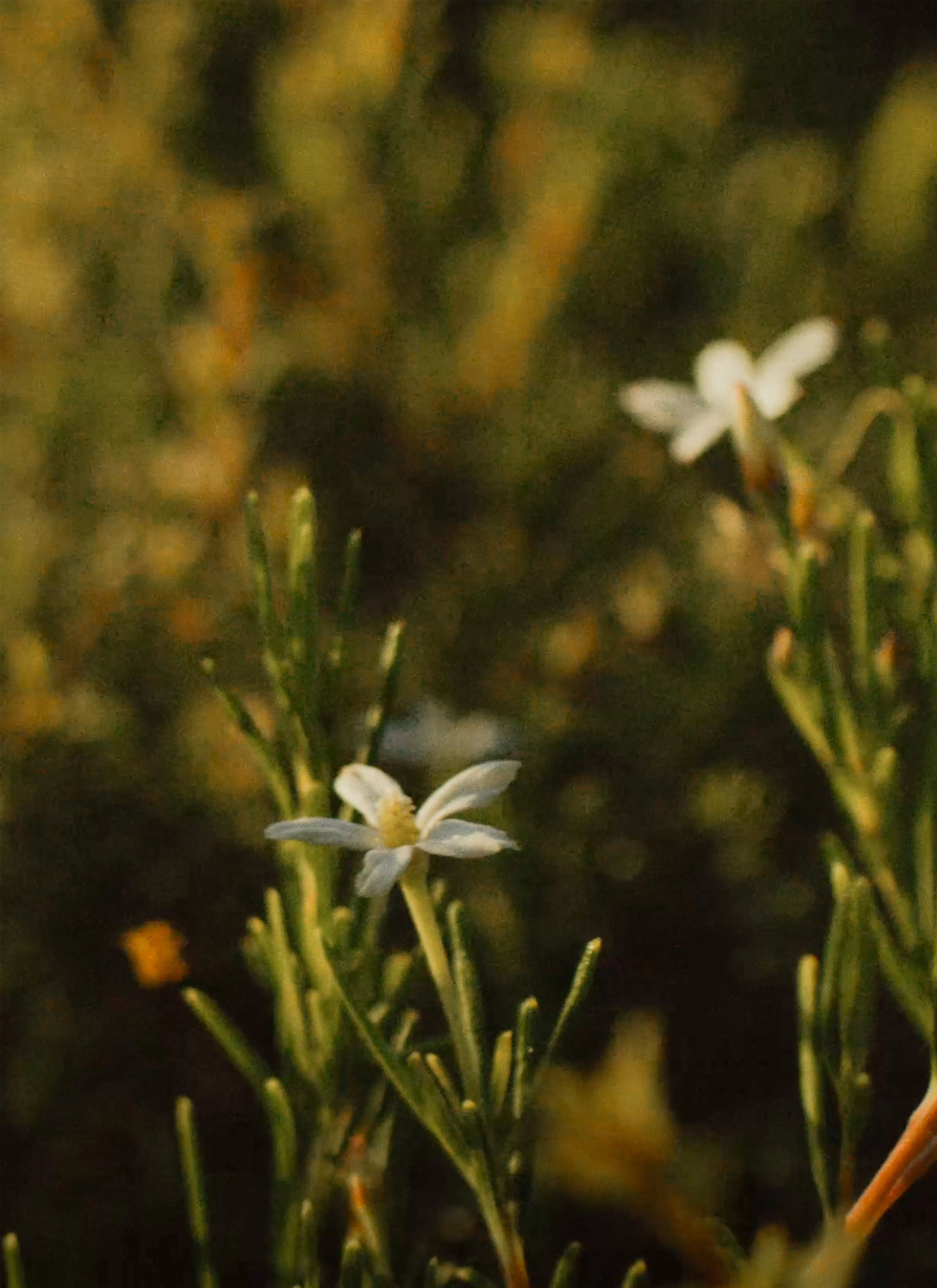 White flowers