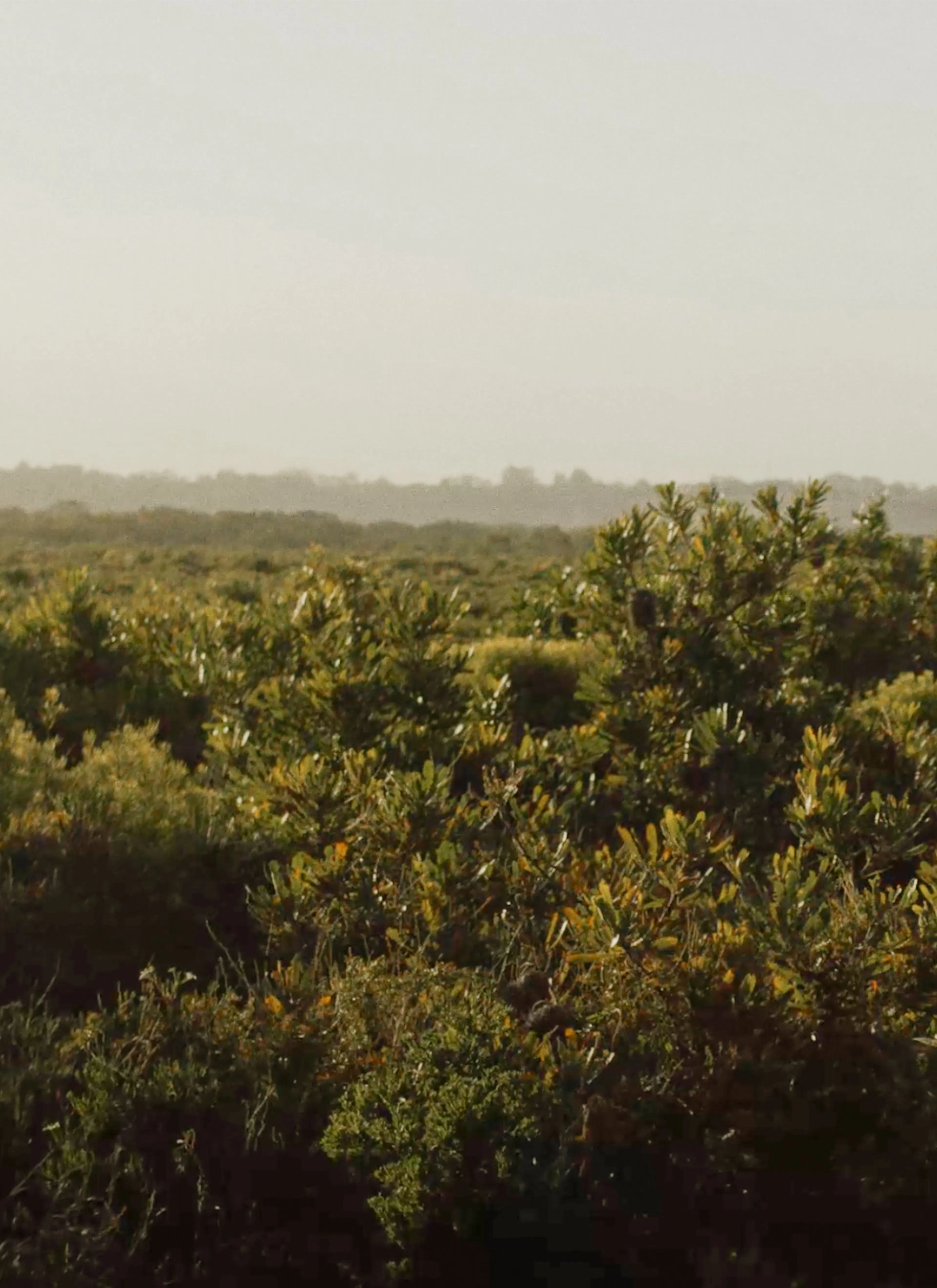 Overview of a forest