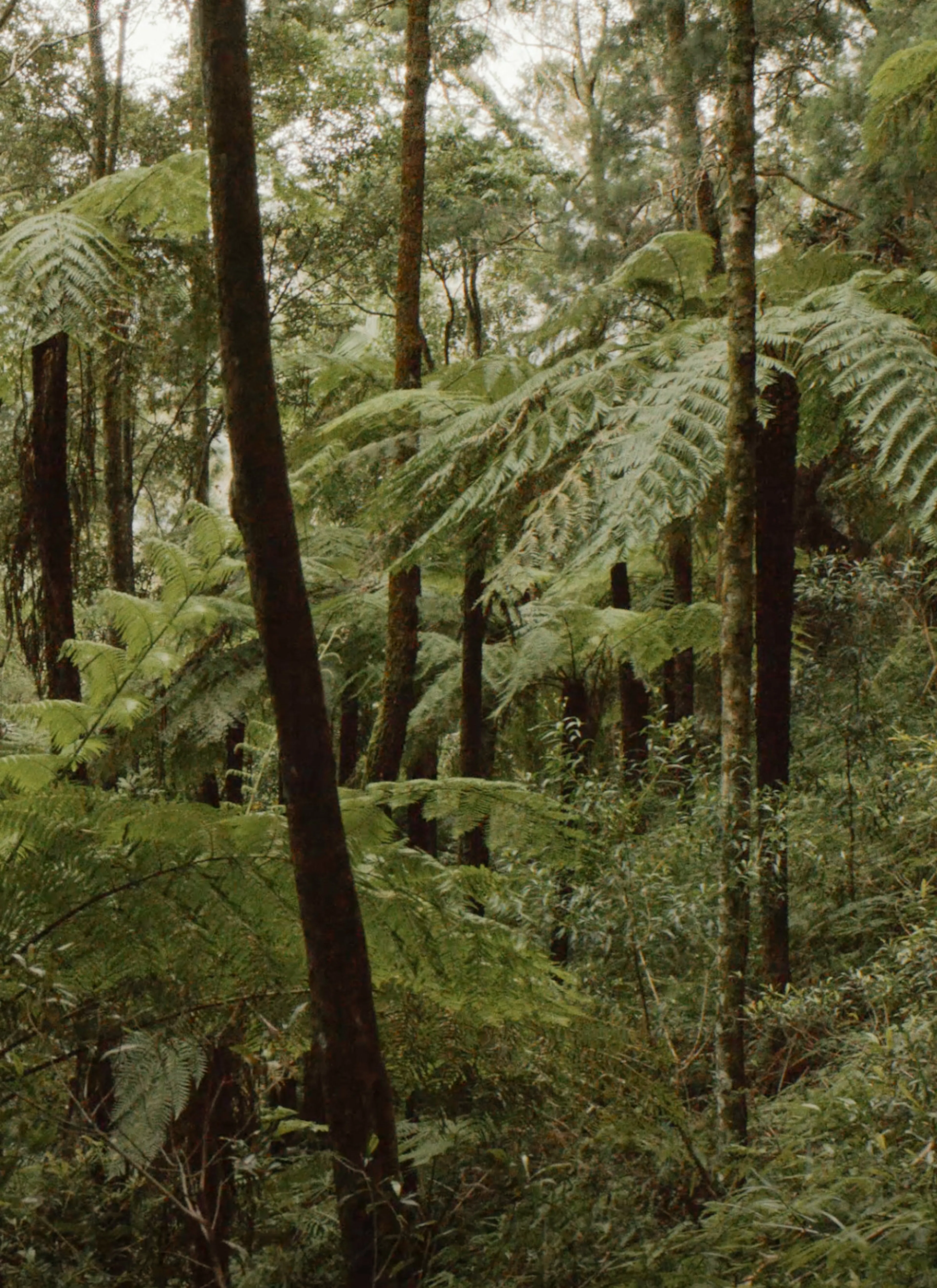 Tropical forest