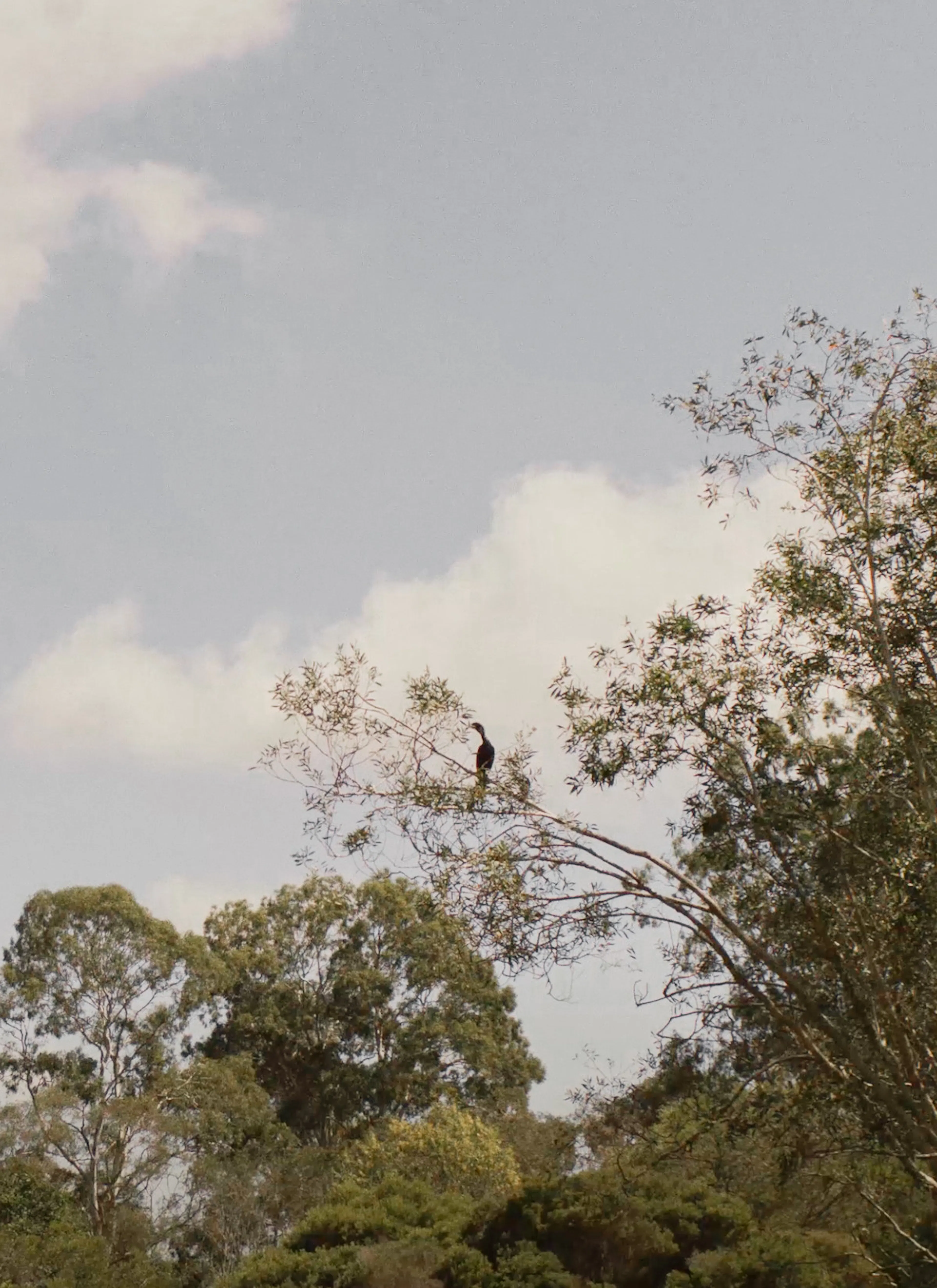 Trees and sky
