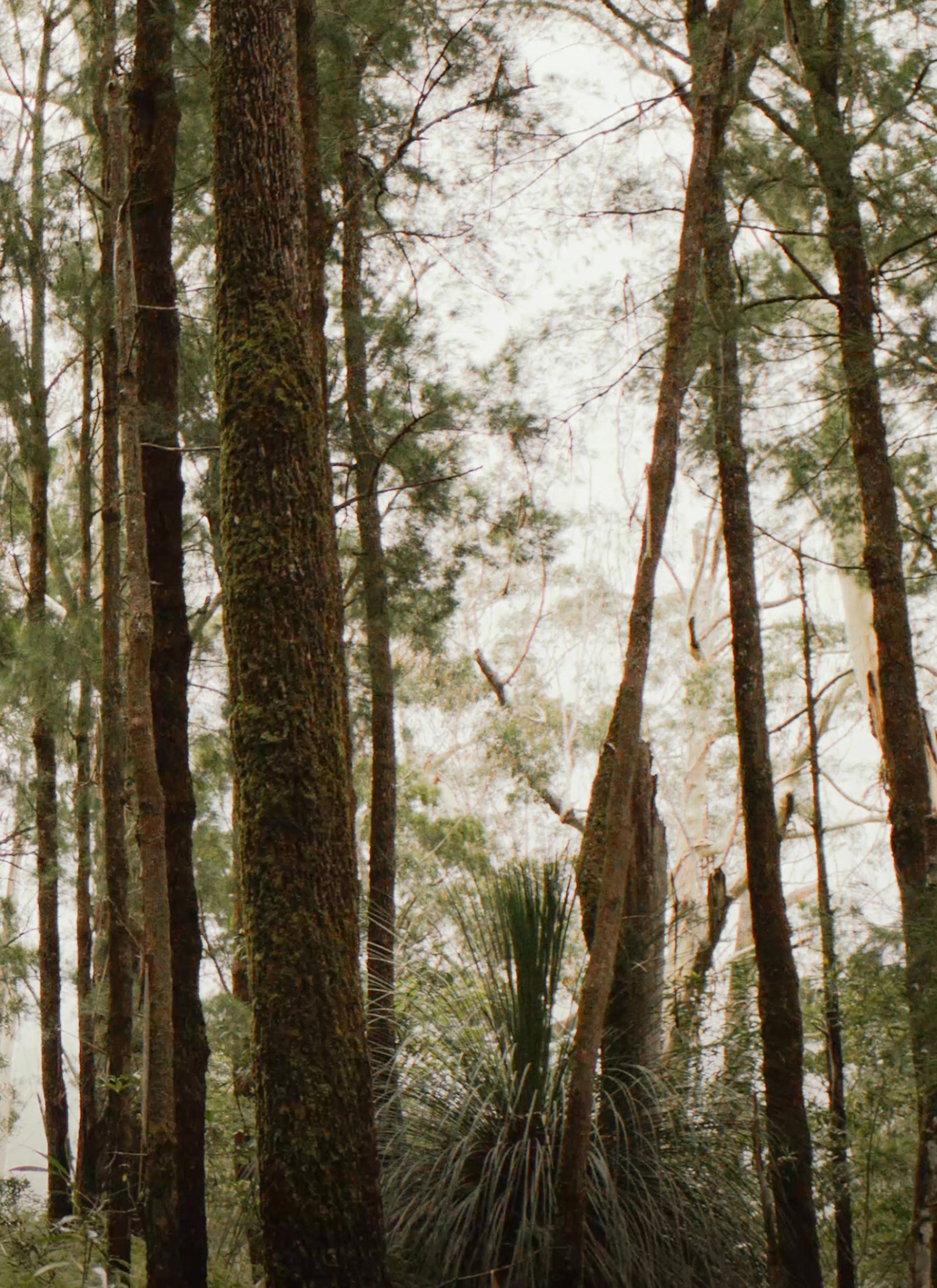 Trees and bushes in the forest