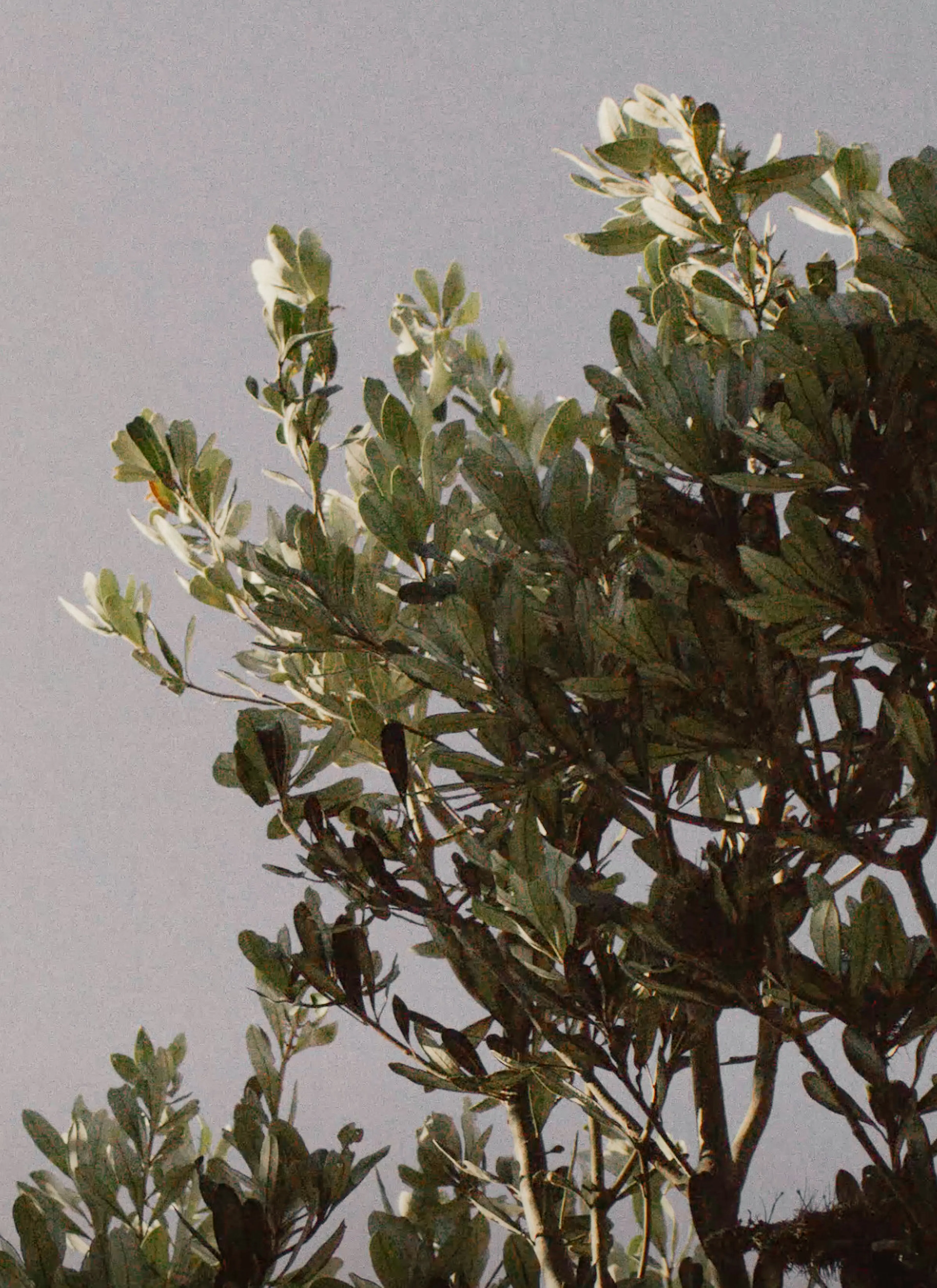 Tree branches
