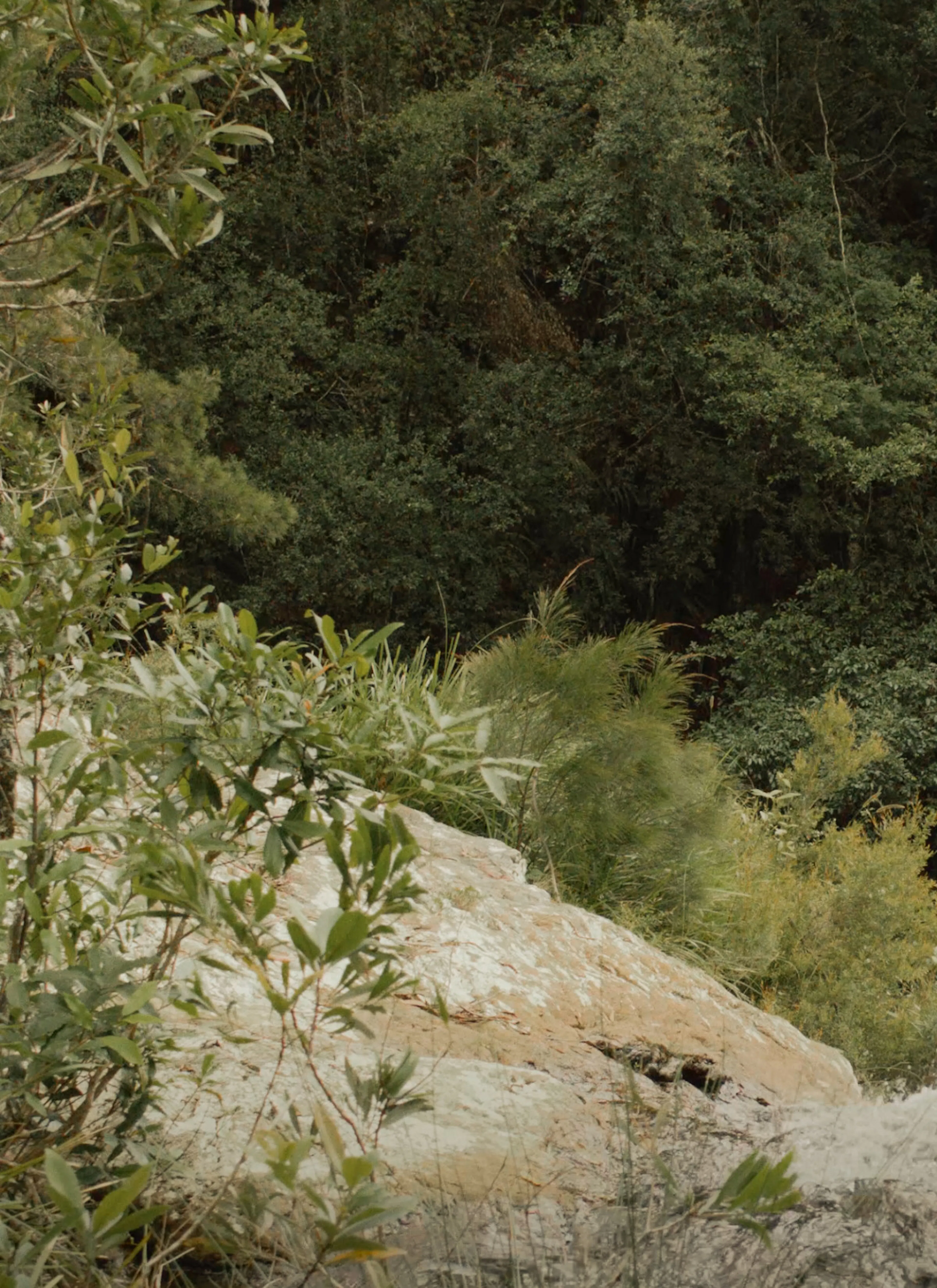 Trees and bushes near a cliff