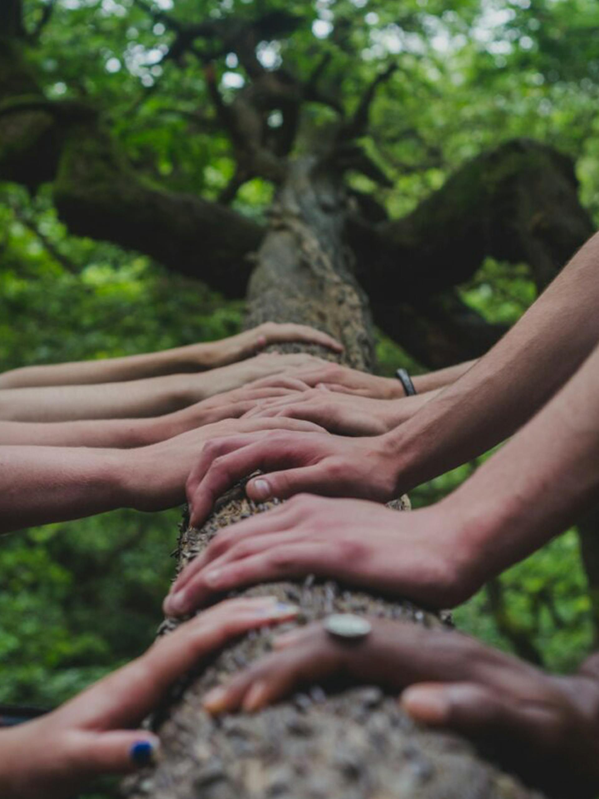 Hands on a tree