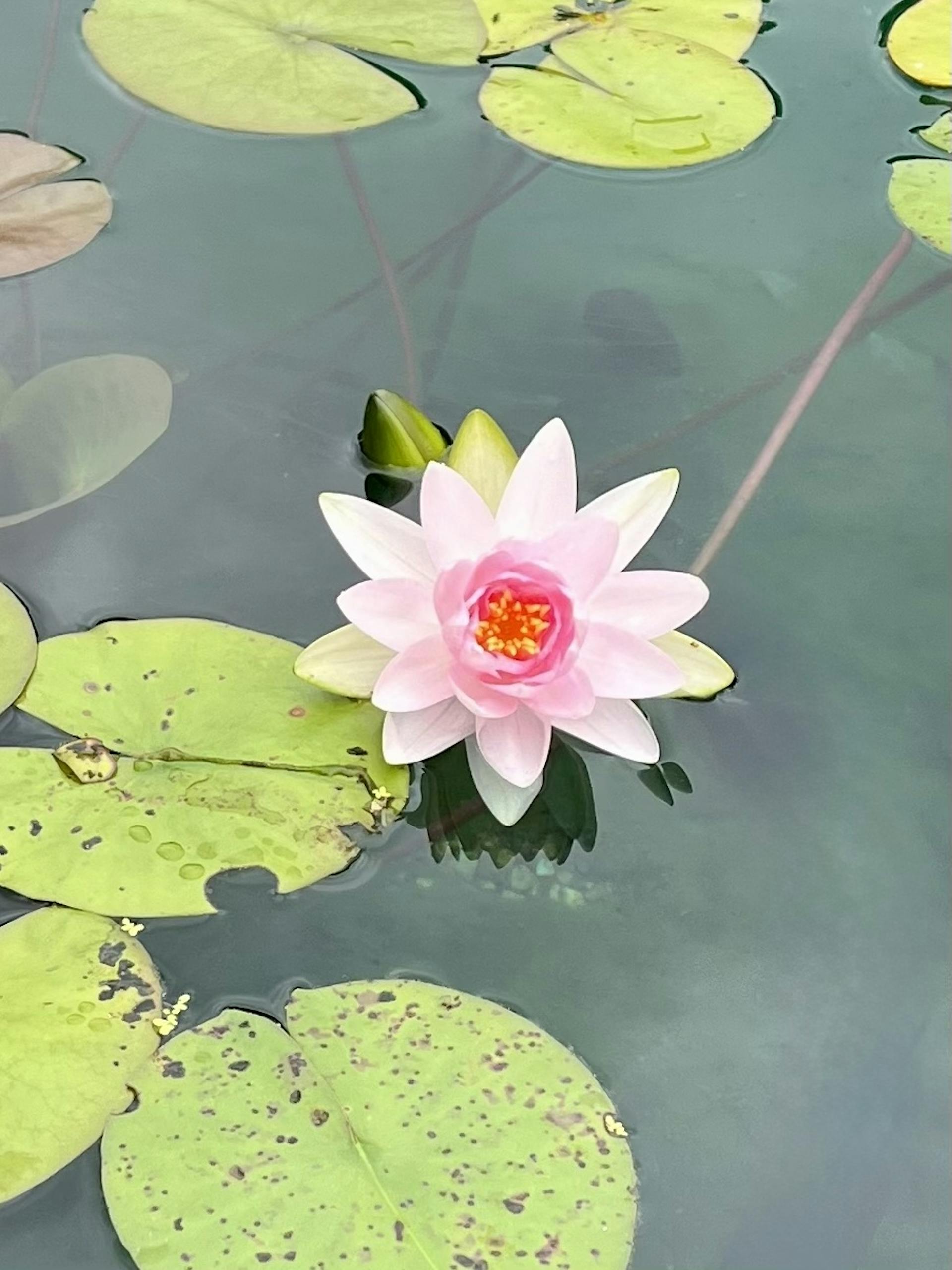 water lilly