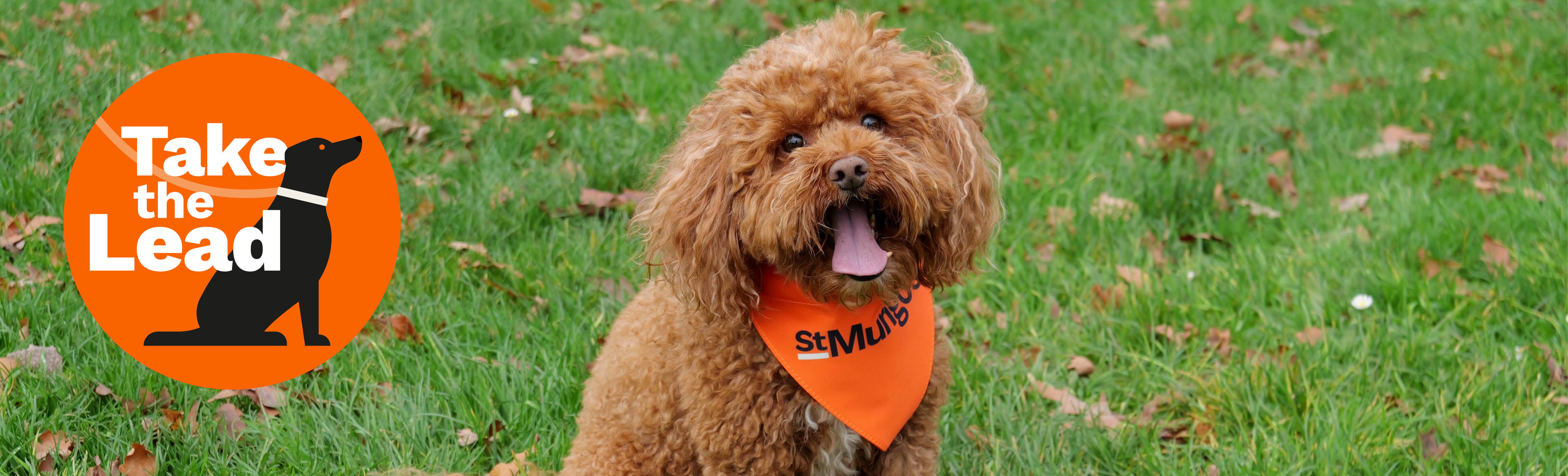 Brown curly-haired dog sitting on green grass wearing an orange bandana. An orange “Take the Lead” logo with a dog silhouette is on the left.