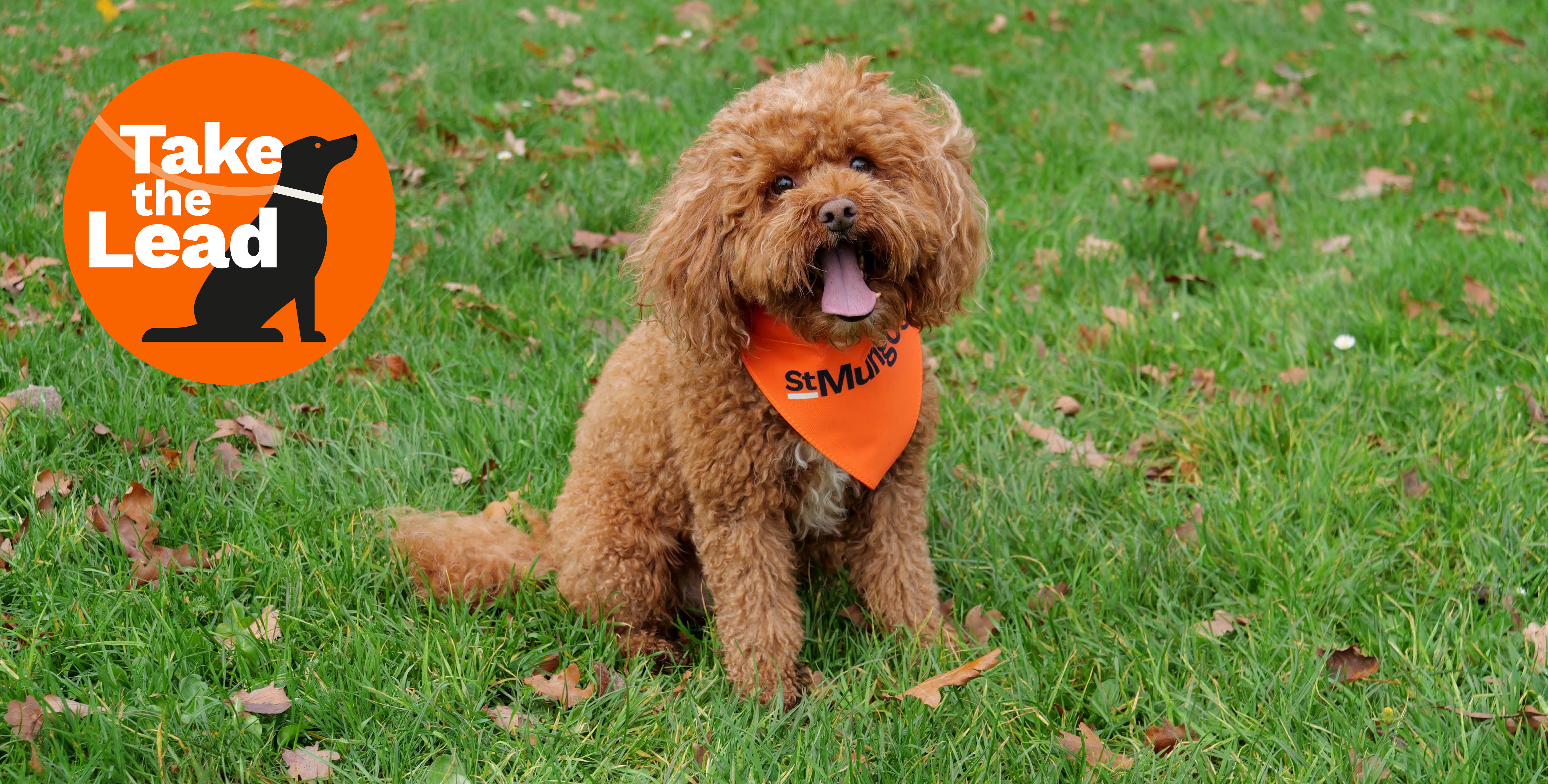 Brown curly-haired dog sitting on green grass wearing an orange bandana. An orange “Take the Lead” logo with a dog silhouette is on the left.