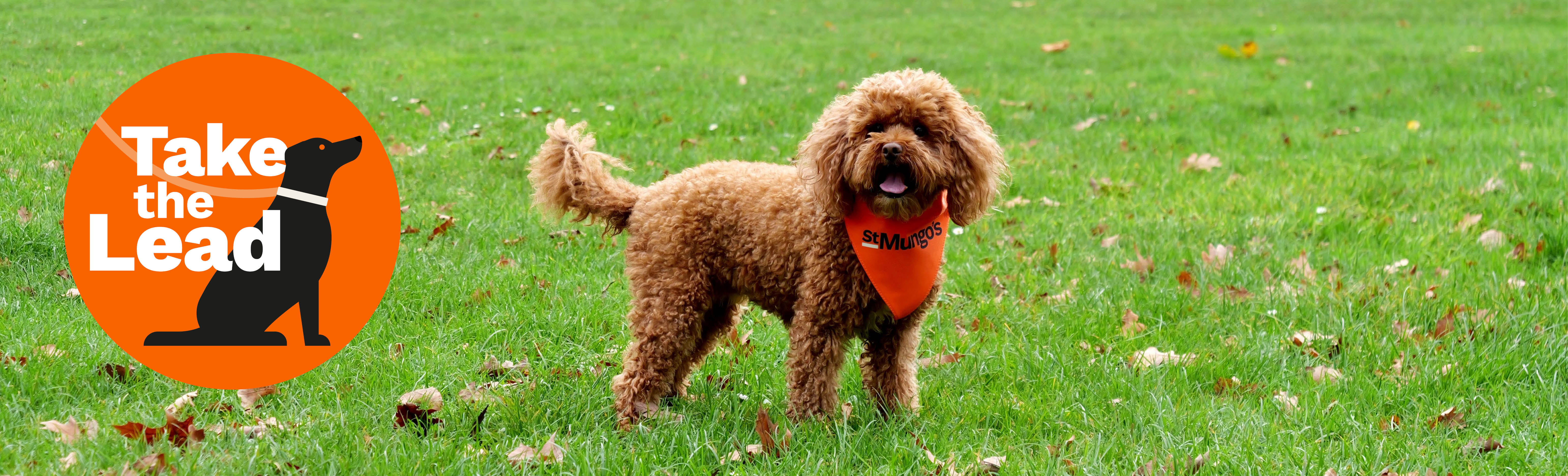 Brown curly-haired dog standing on green grass wearing an orange bandana. An orange “Take the Lead” logo with a dog silhouette is on the left.