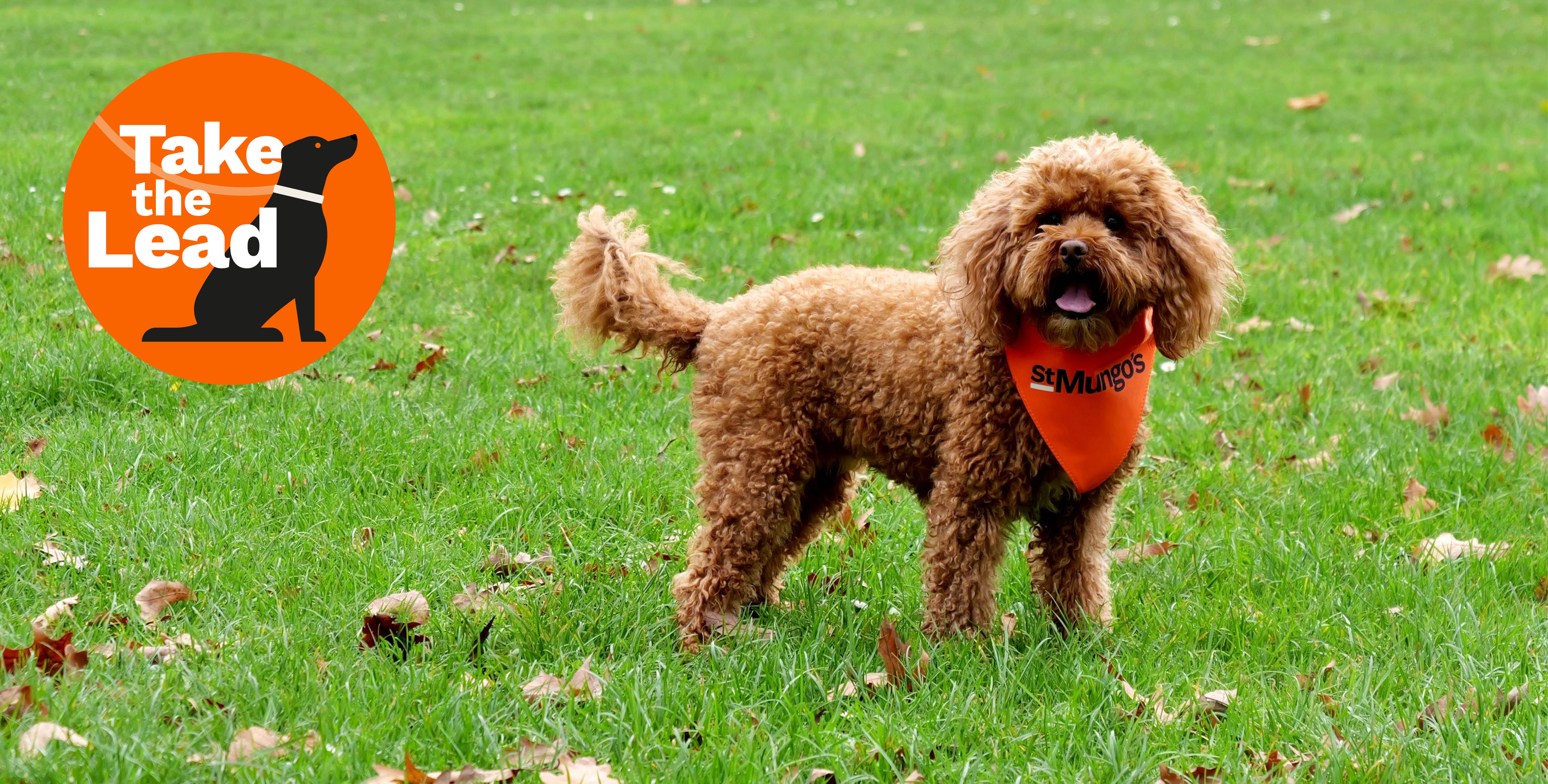 Brown curly-haired dog standing on green grass wearing an orange bandana. An orange “Take the Lead” logo with a dog silhouette is on the left.
