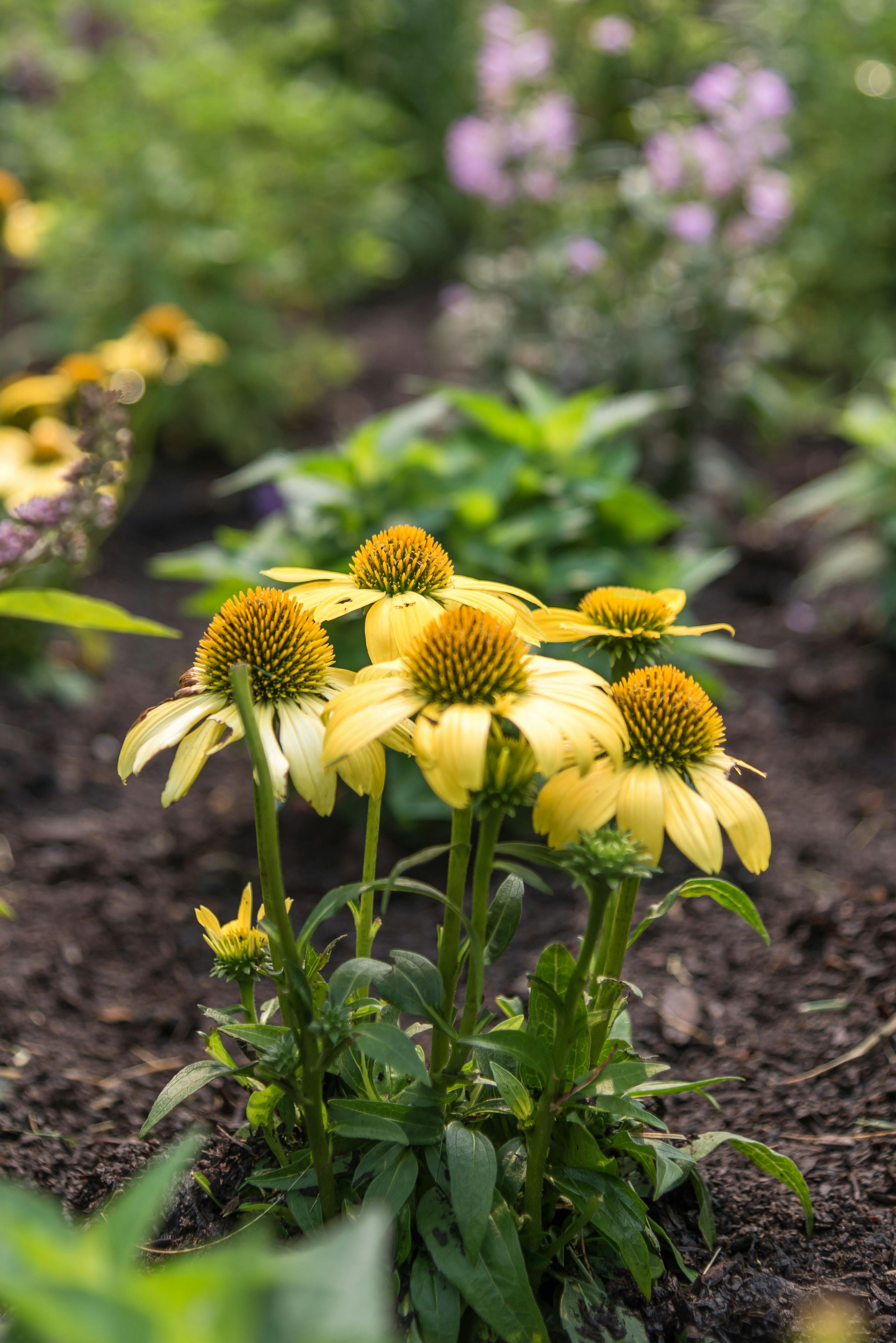 Image of yellow flowers. 