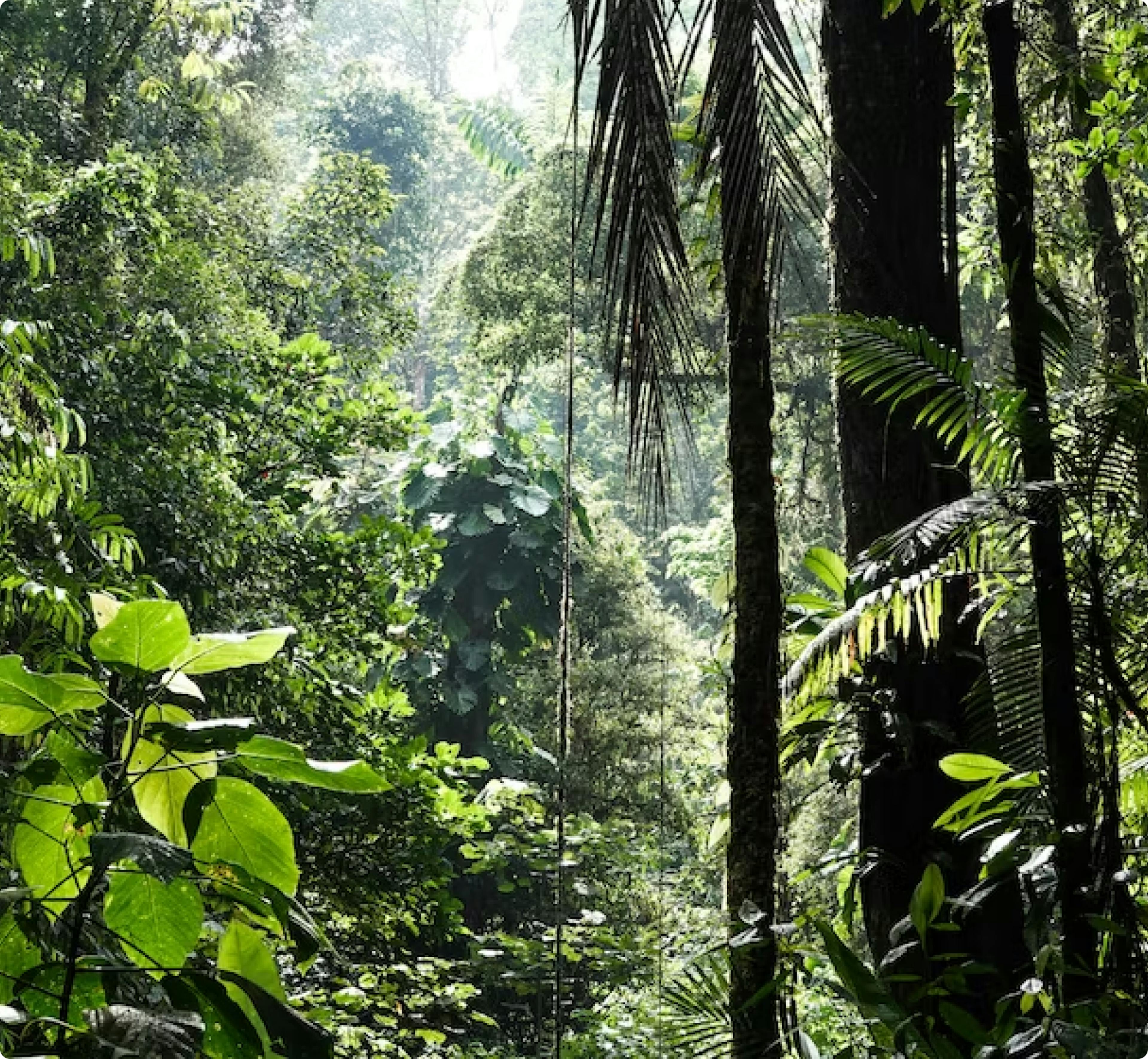 Stock image of a forest. 