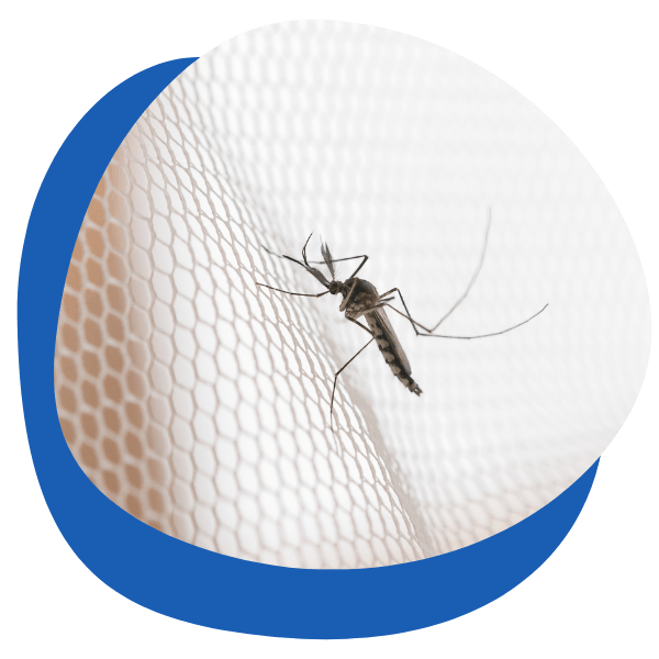 Anopheles mosquito sitting on a protective net  - round icon for anti-malaria treatment category from My Private Pharmacist Online pharmacy