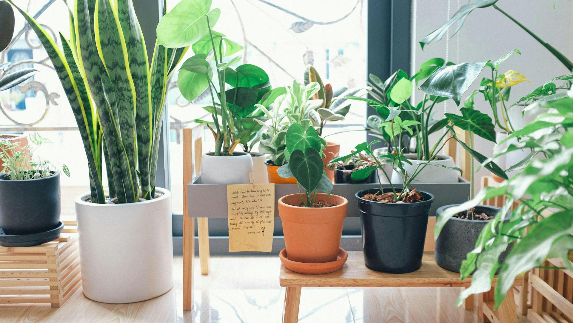 miscellaneous indoor plants