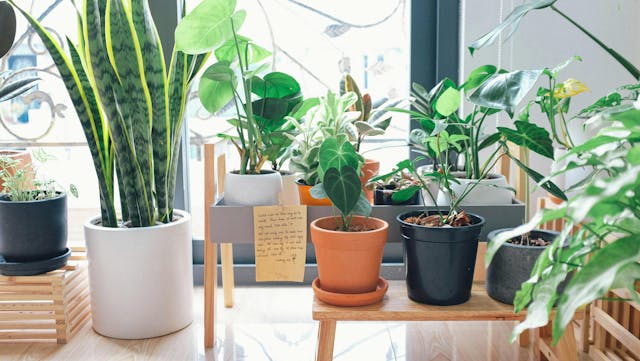 miscellaneous indoor plants