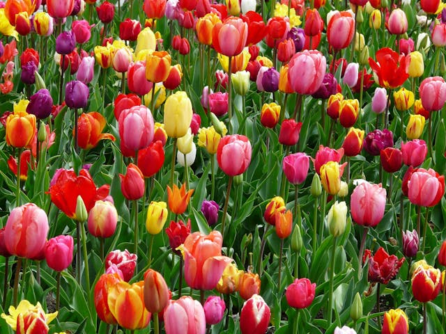 spring colored tulips in field