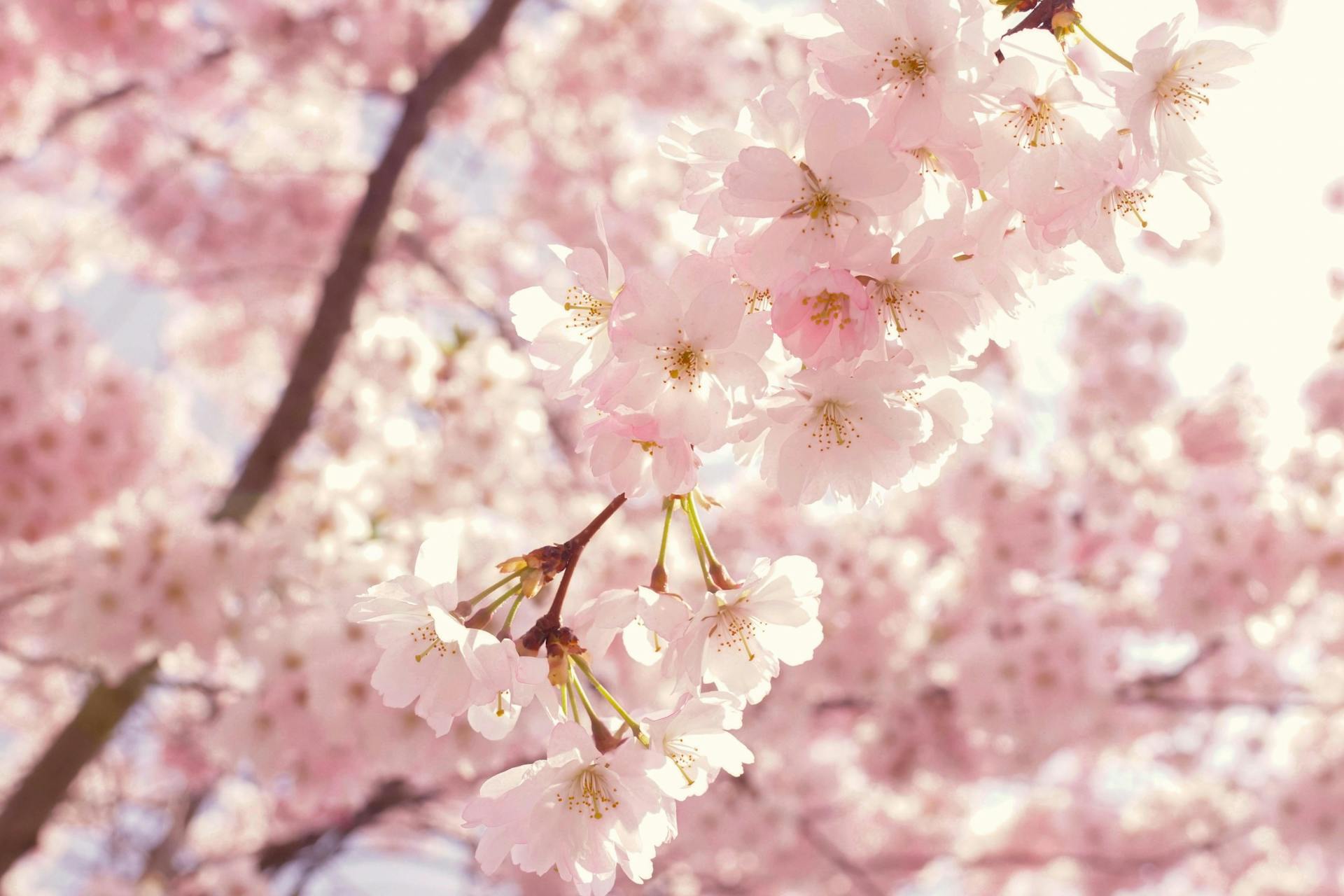 spring cherry blossoms