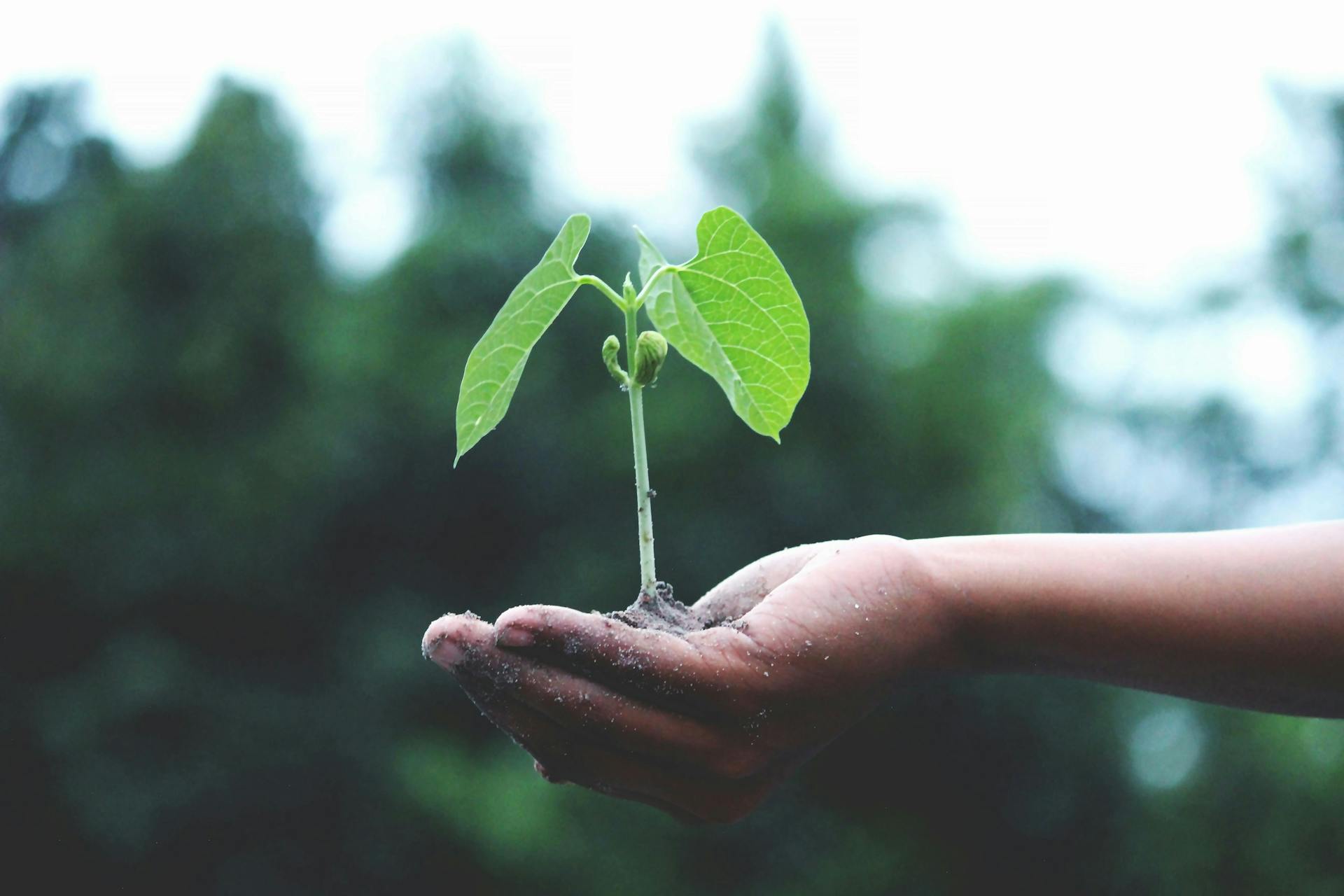 Plant growing in child's hand.