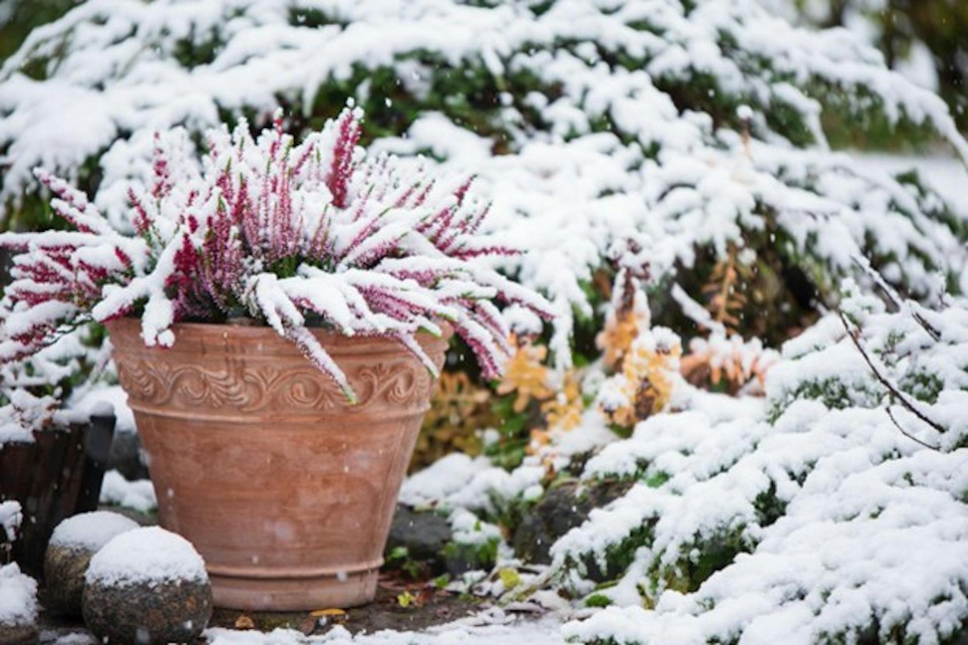 an outdoor faucet freezes over due to the cold temperatures