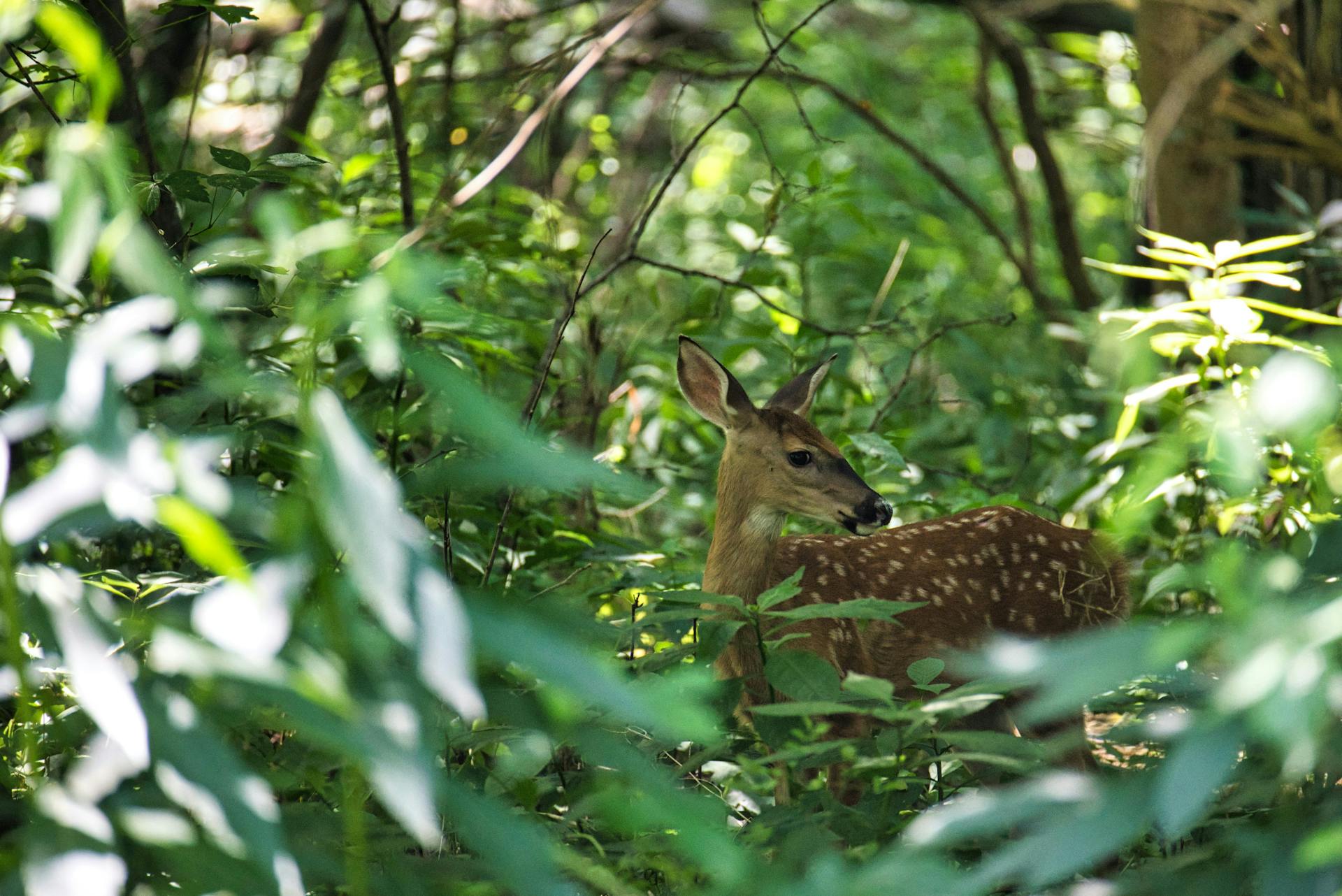 A fawn in the woods of  Elyria Ohio