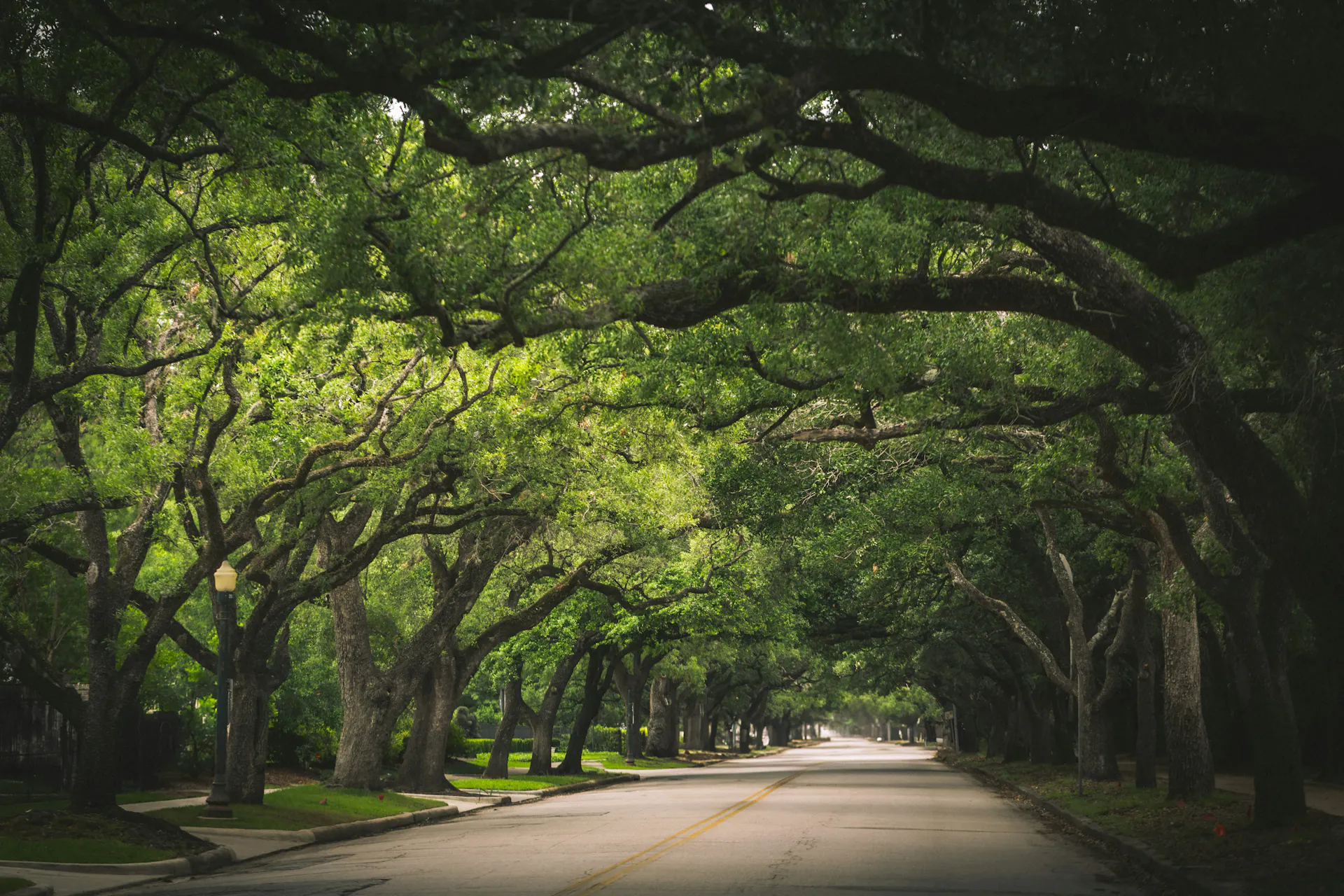 Trees arched over a main street in Houston, TX.