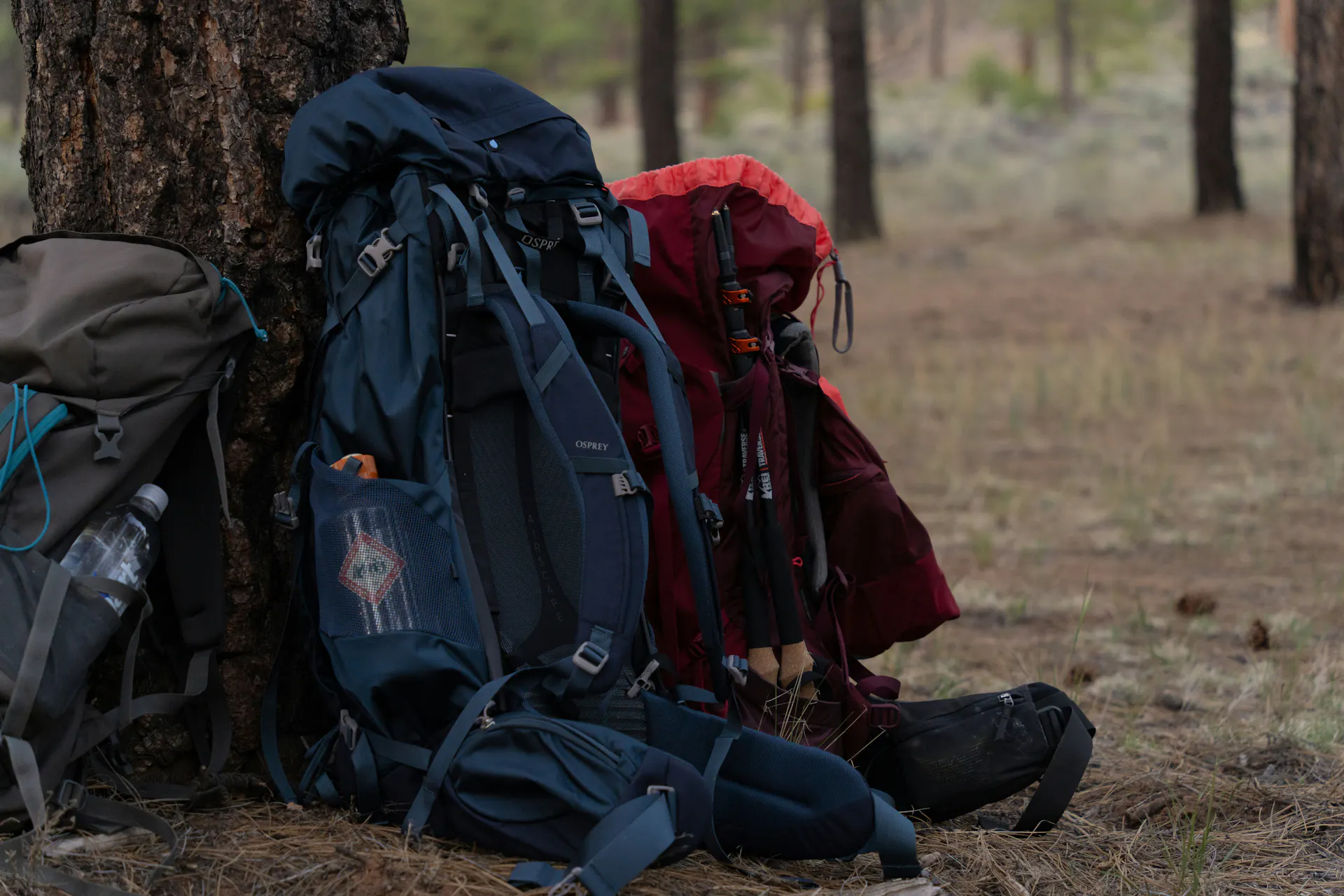 A red, blue, and grey camping backpack leaning against a tree in the woods.