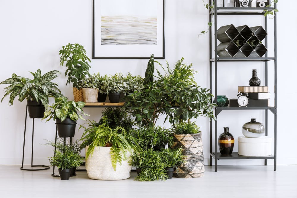 Top plante de apartament ușor de îngrijit pentru casa ta