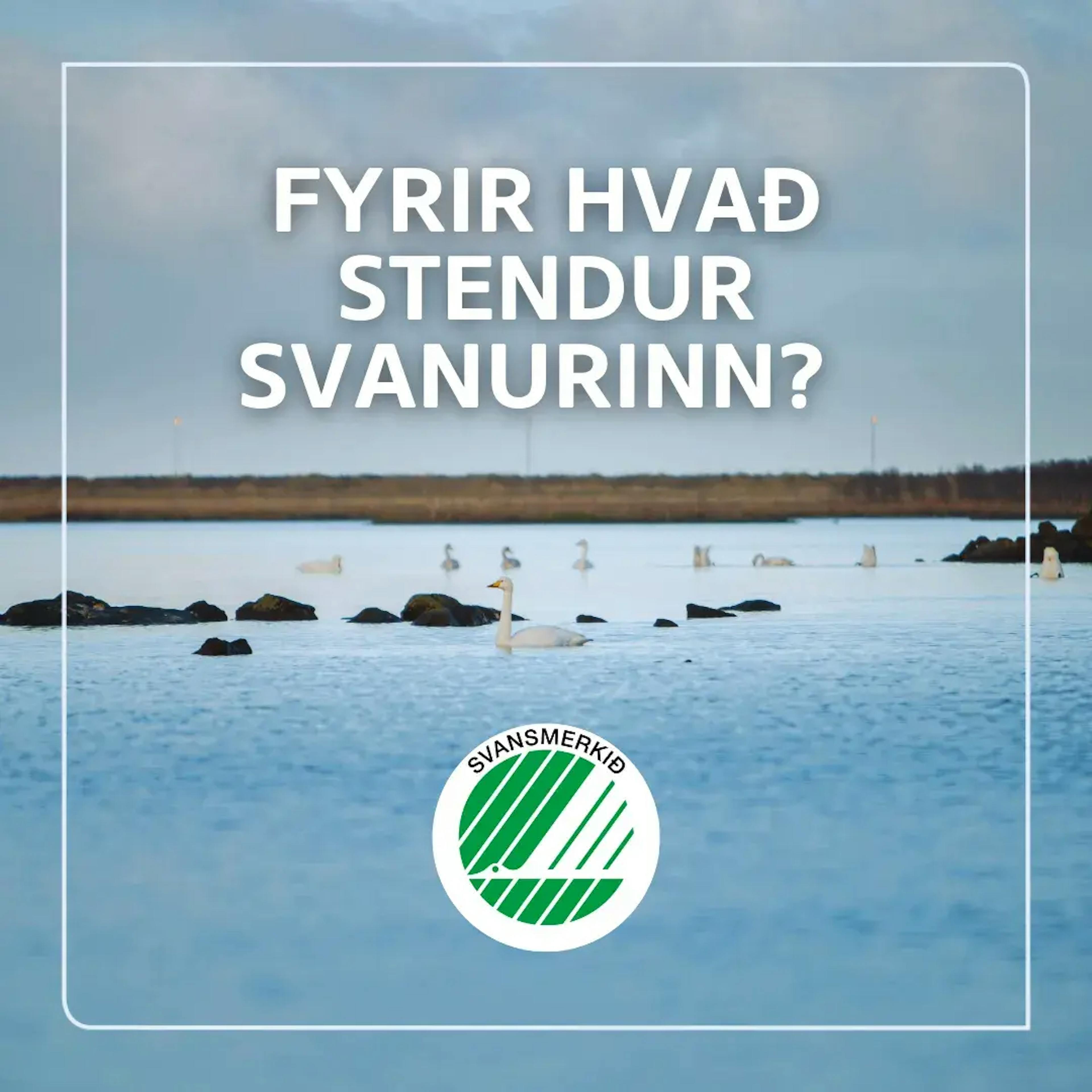 Svanurinn