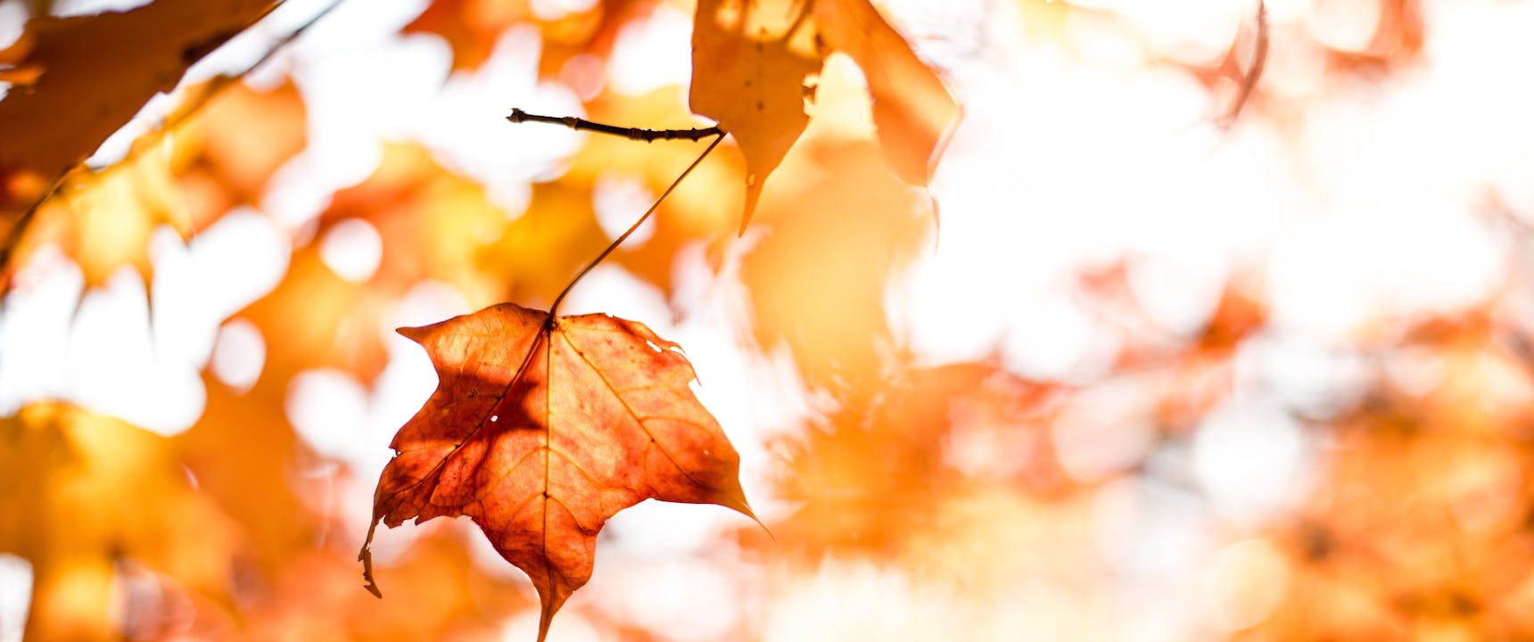 How leaves can damage your roof