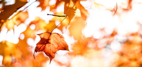 How leaves can damage your roof